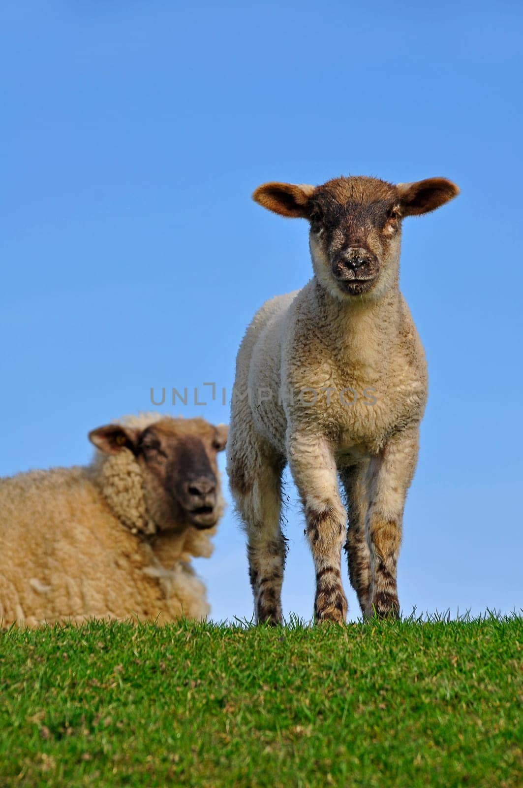 Sheep