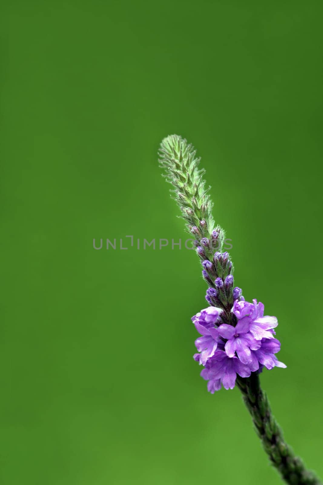 Silvery-grey verbena (Hoary verbena)