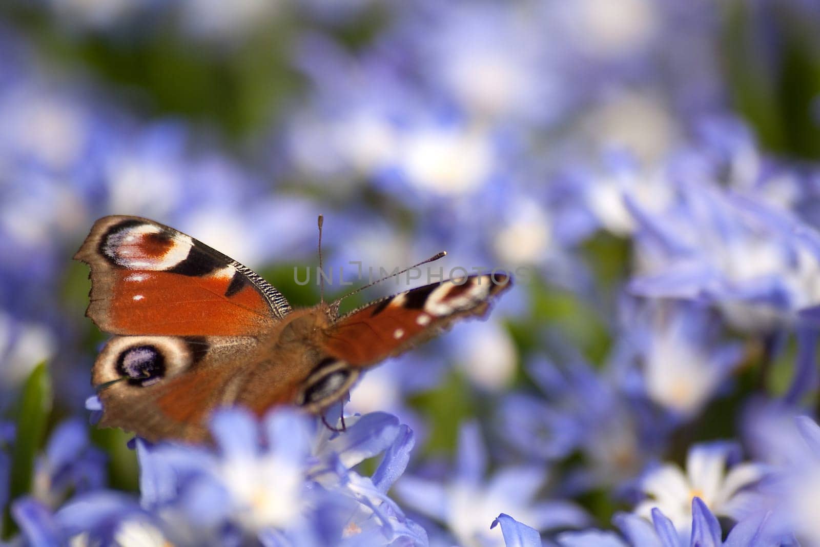 In the blue sea of flowers