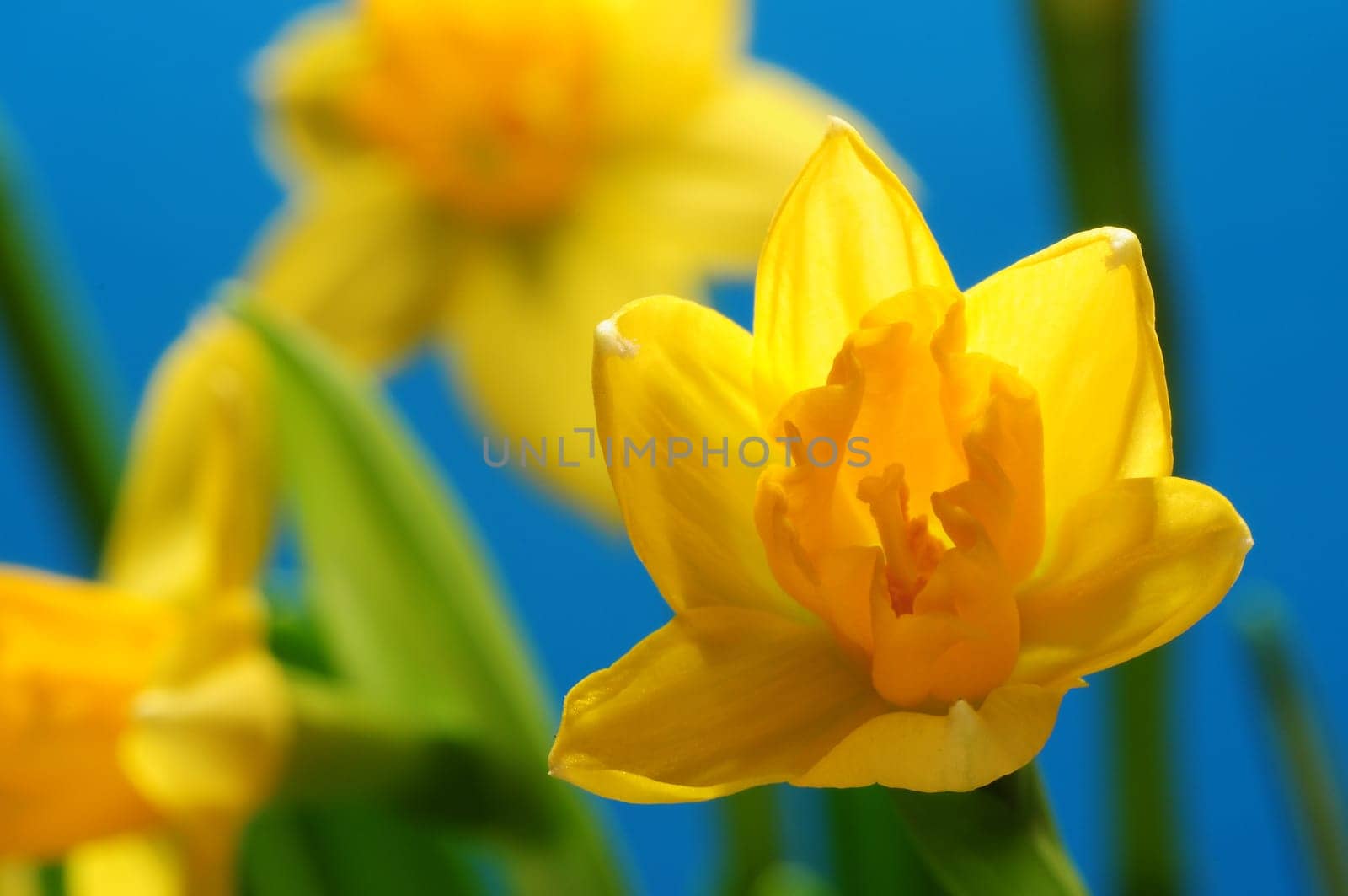 Daffodils in front of blue sky