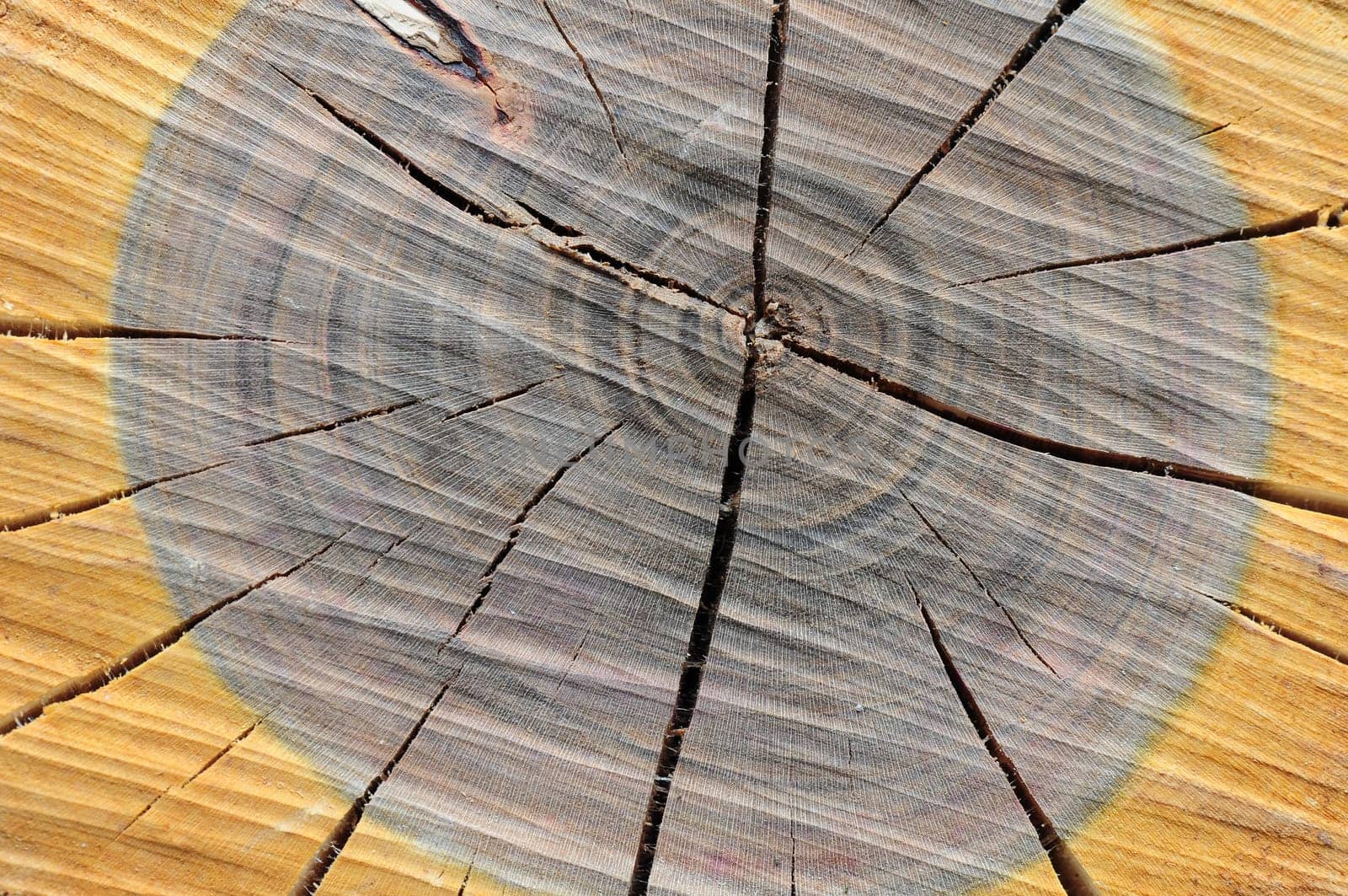 Log
