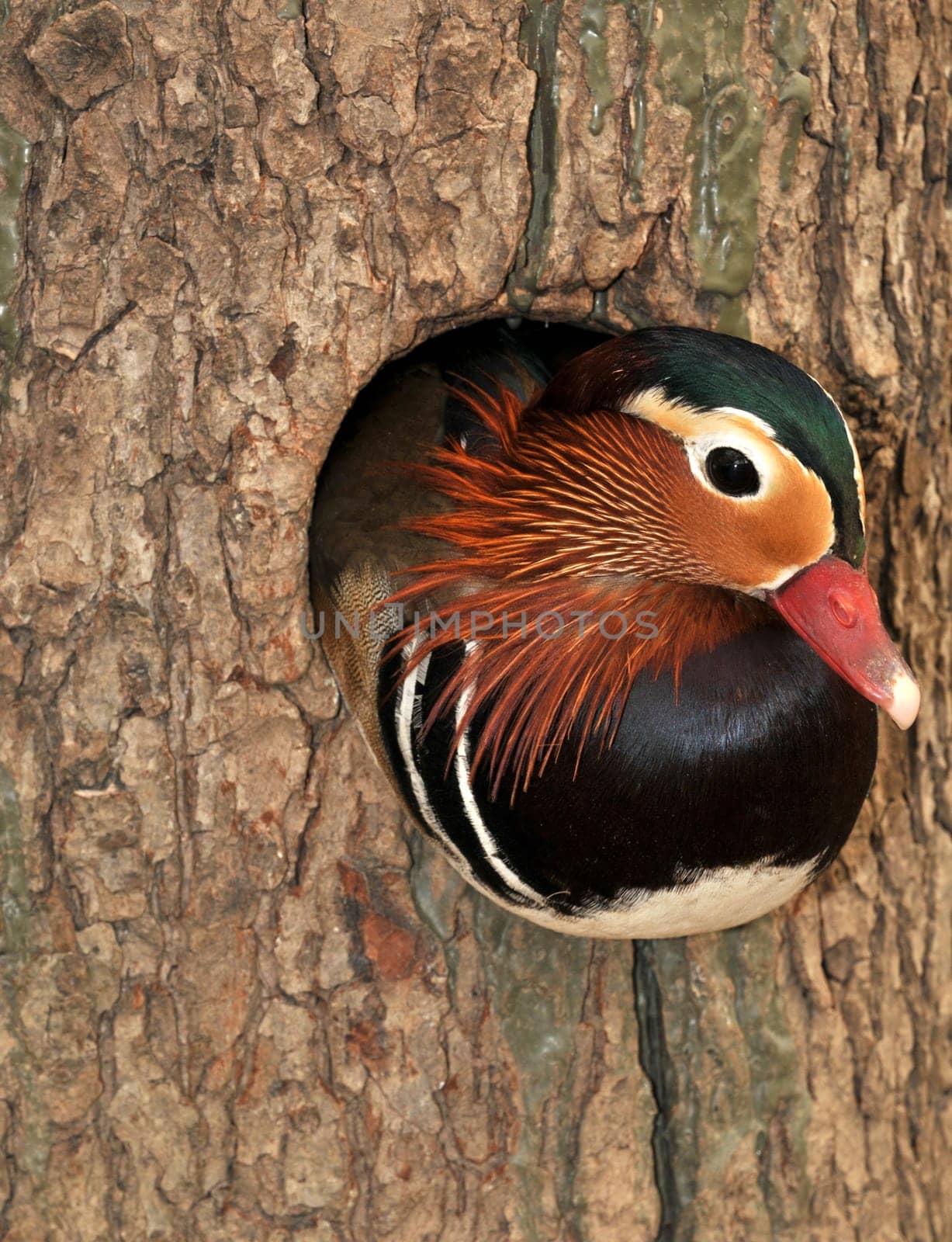 Mandarin ducks are tree breeders! They can hatch up to 12 eggs!
