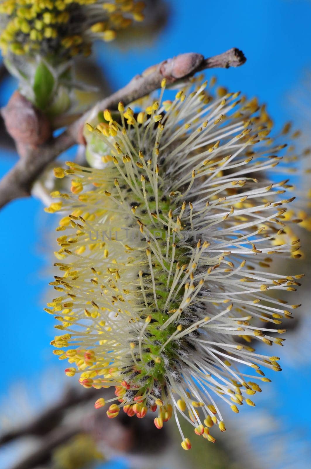 Goat willow