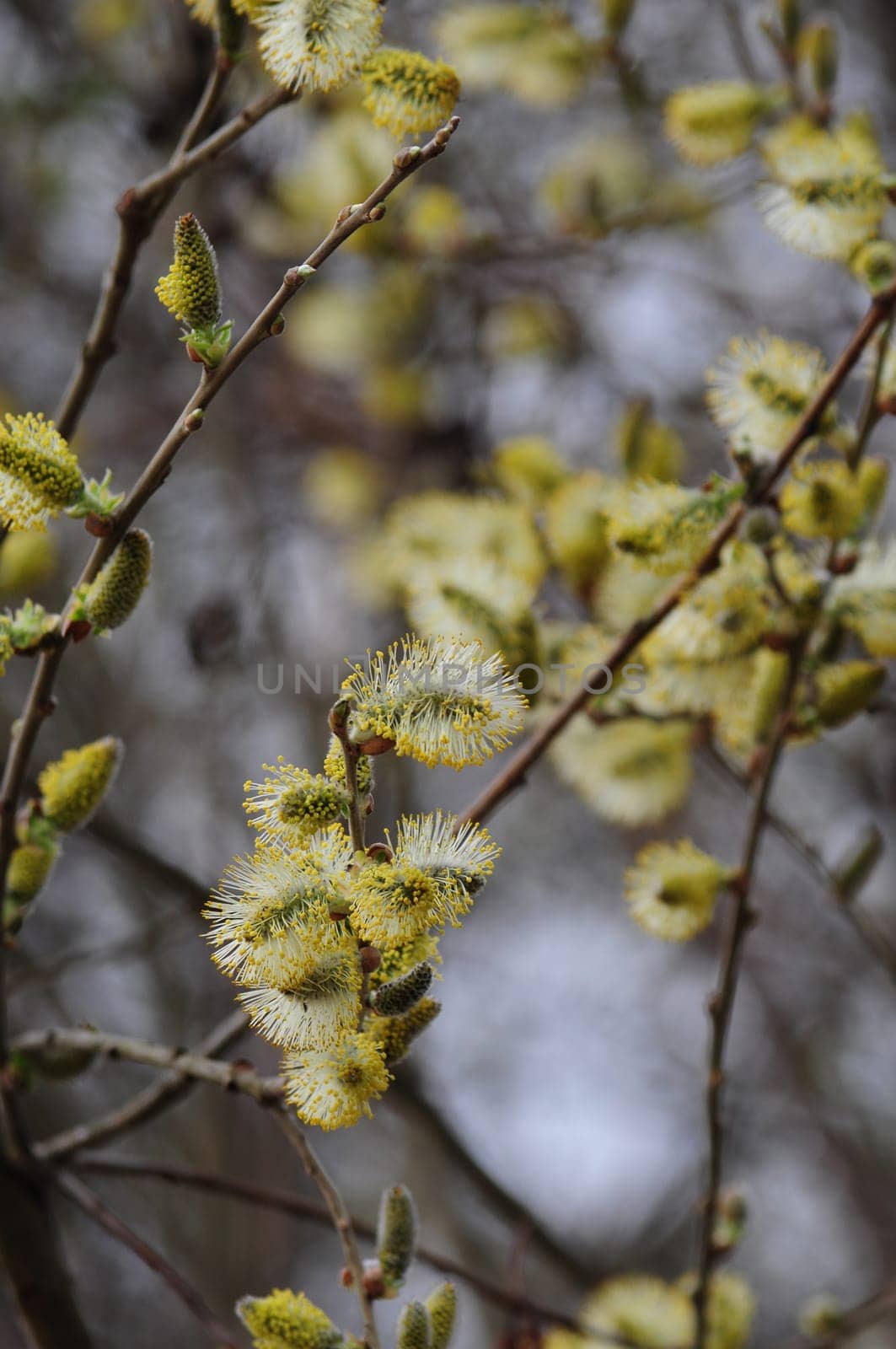 Goat willow