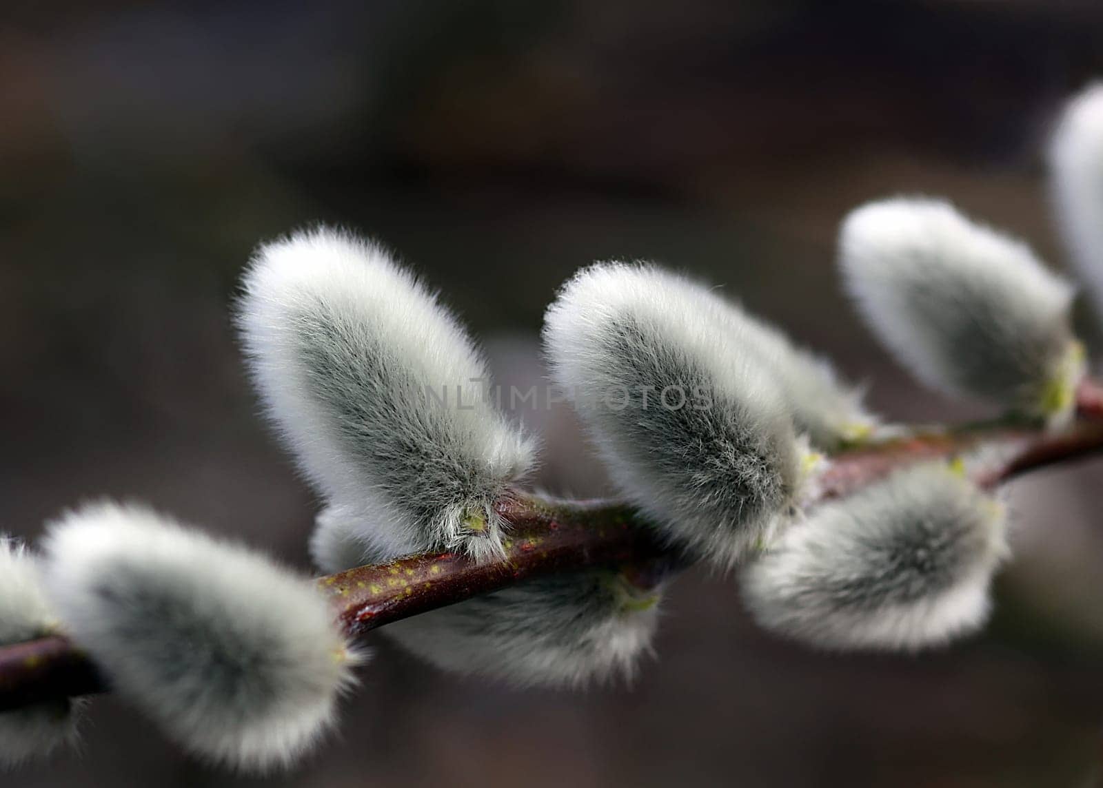 Willow catkin