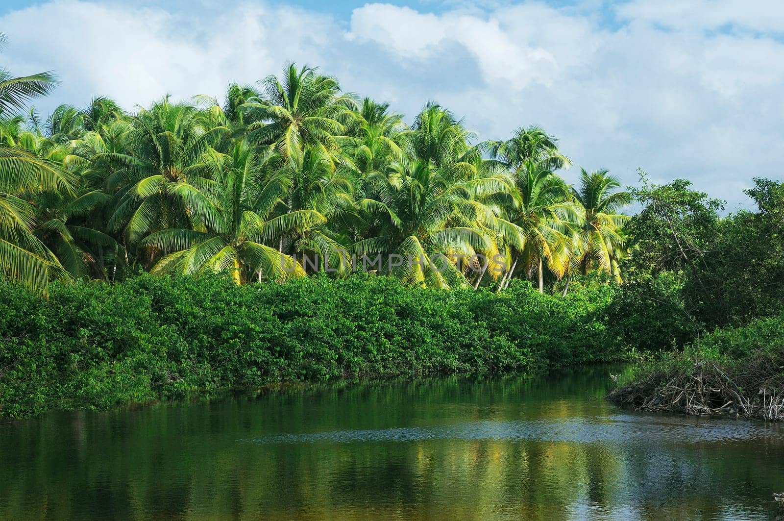 View of a clearing in a tropical jungle forest in Dominican Republic