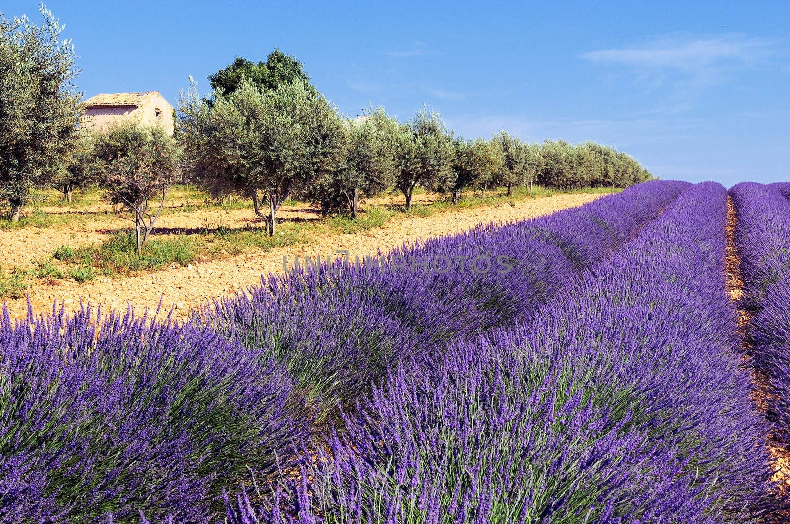 Typical lavender and olivers field with stone house