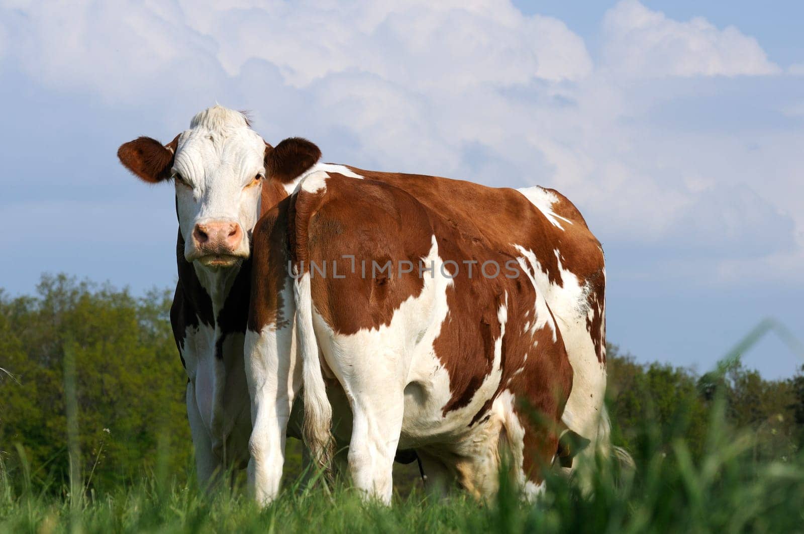 Black and white dairy cows in green pasture