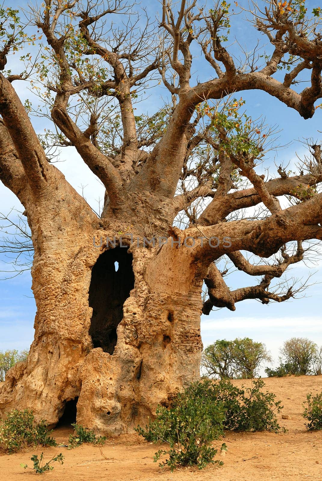 baobab in Africa, senegal