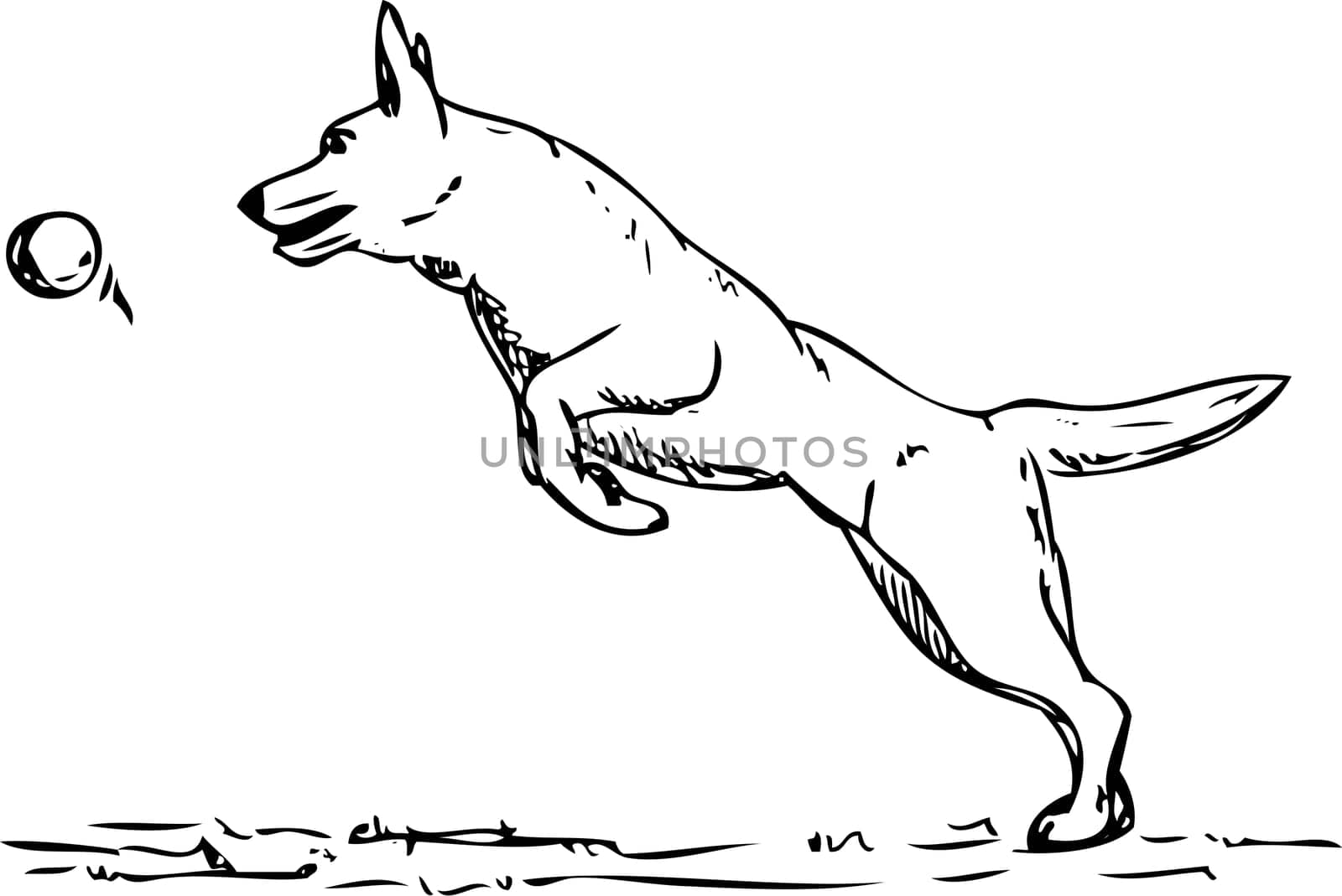 vector - dog agility , isolated on background