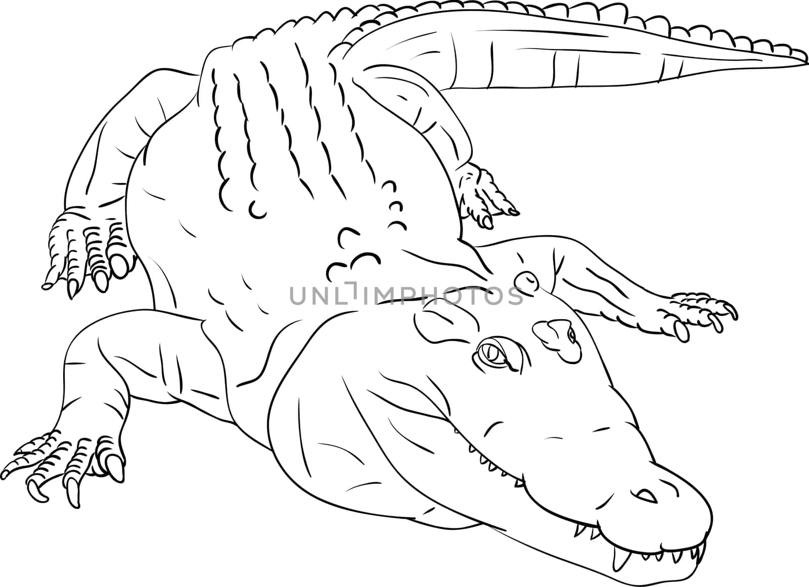 vector - crocodile isolated on background