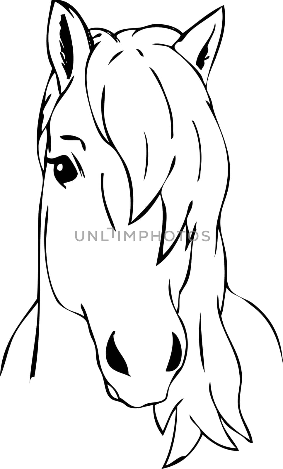 vector - portrait - very haired horse head , isolated