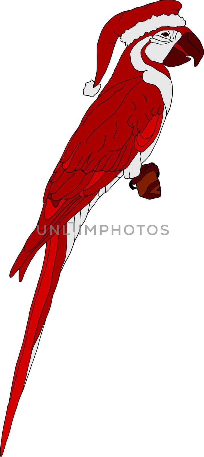 vector - color santa ara isolated on white background