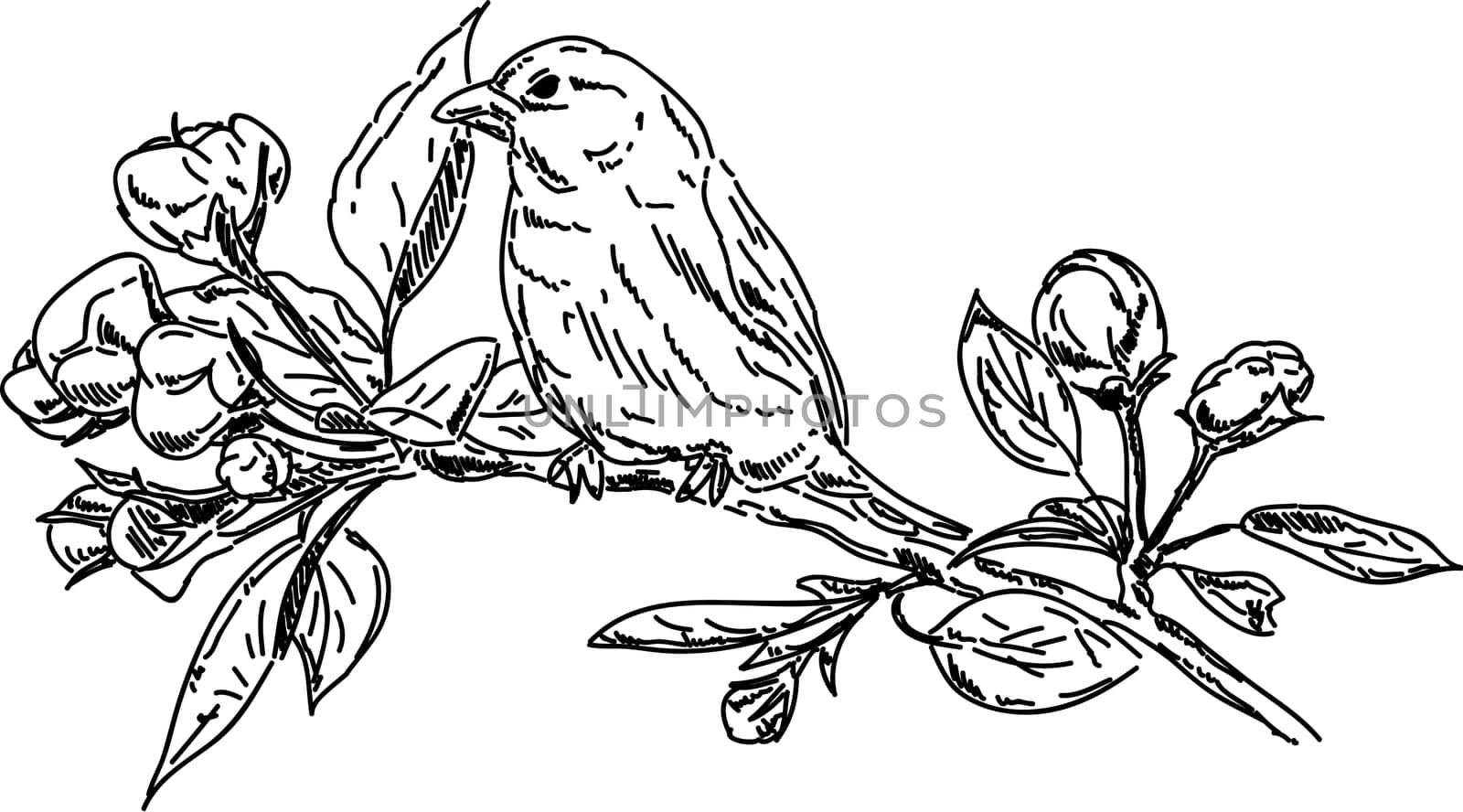 vector - spring time - bird on branch