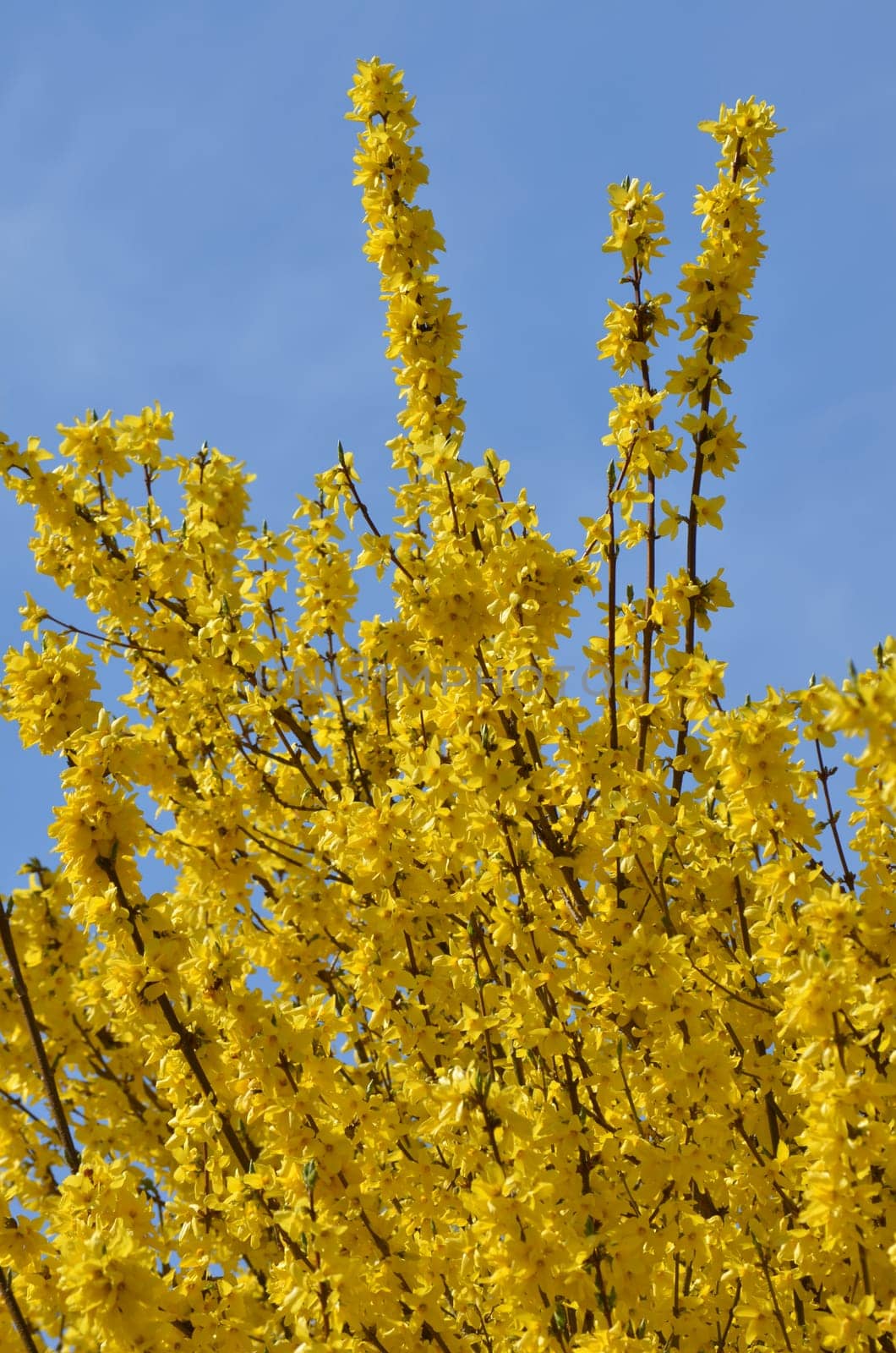 Forsythia
