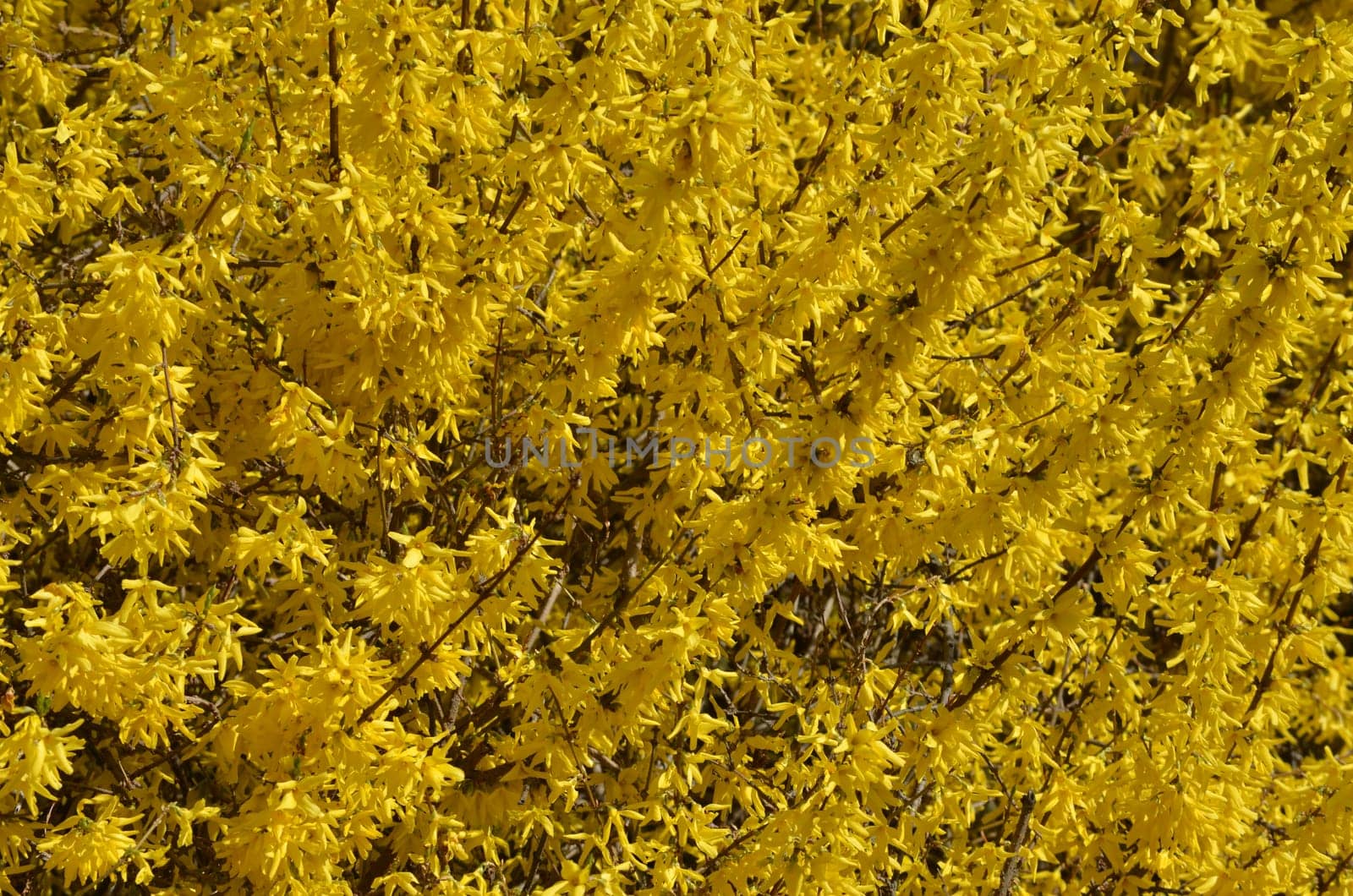Forsythia