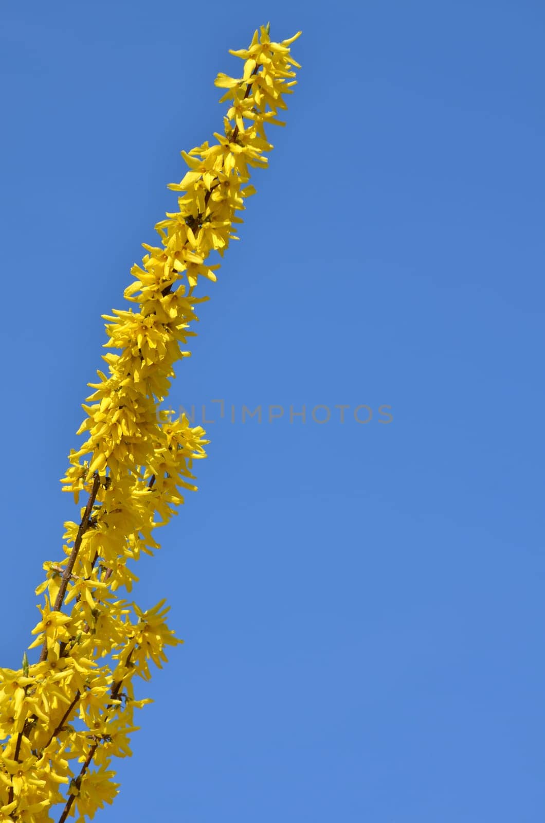 Forsythia