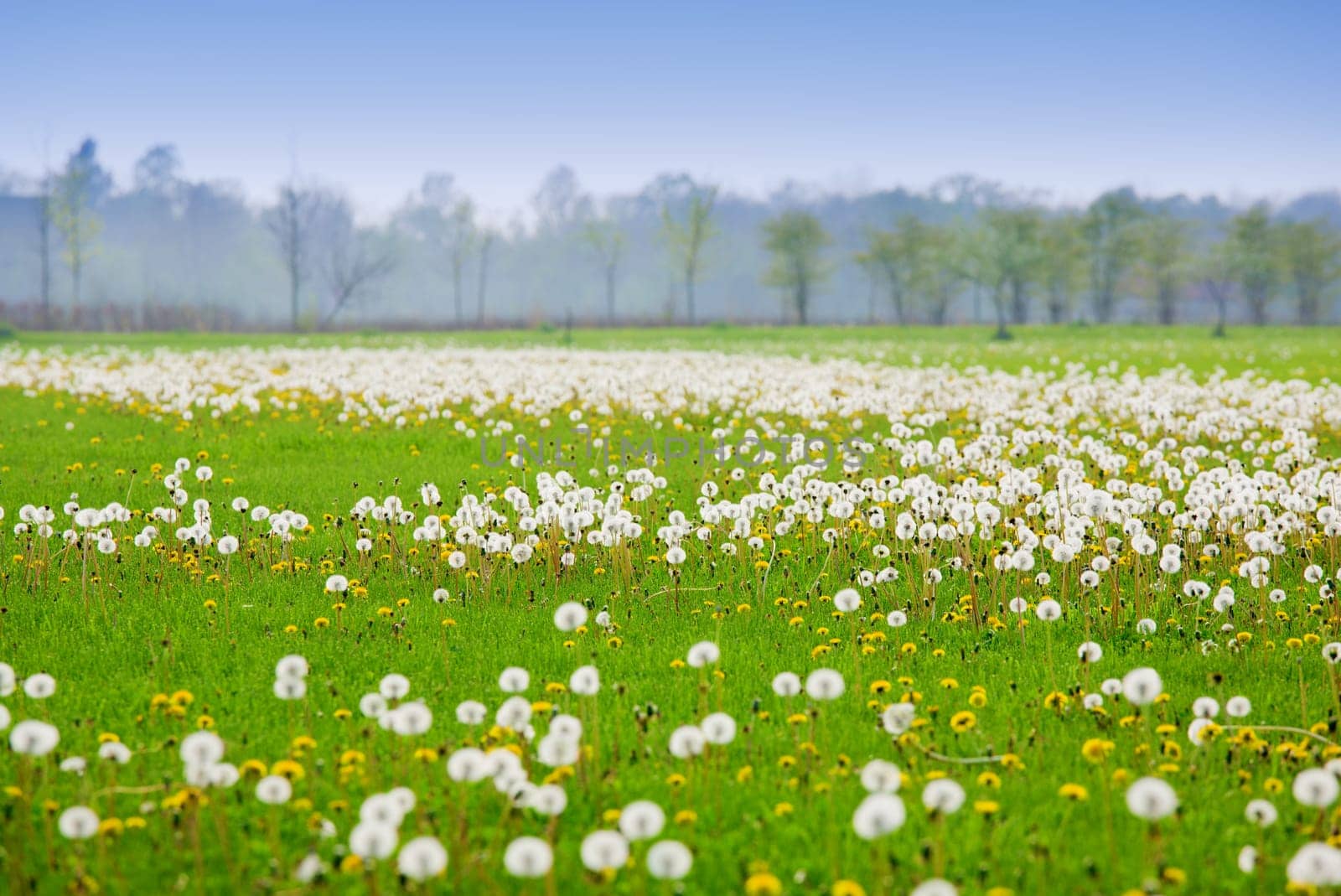 Scenic image of a field covered by dandelions in spring