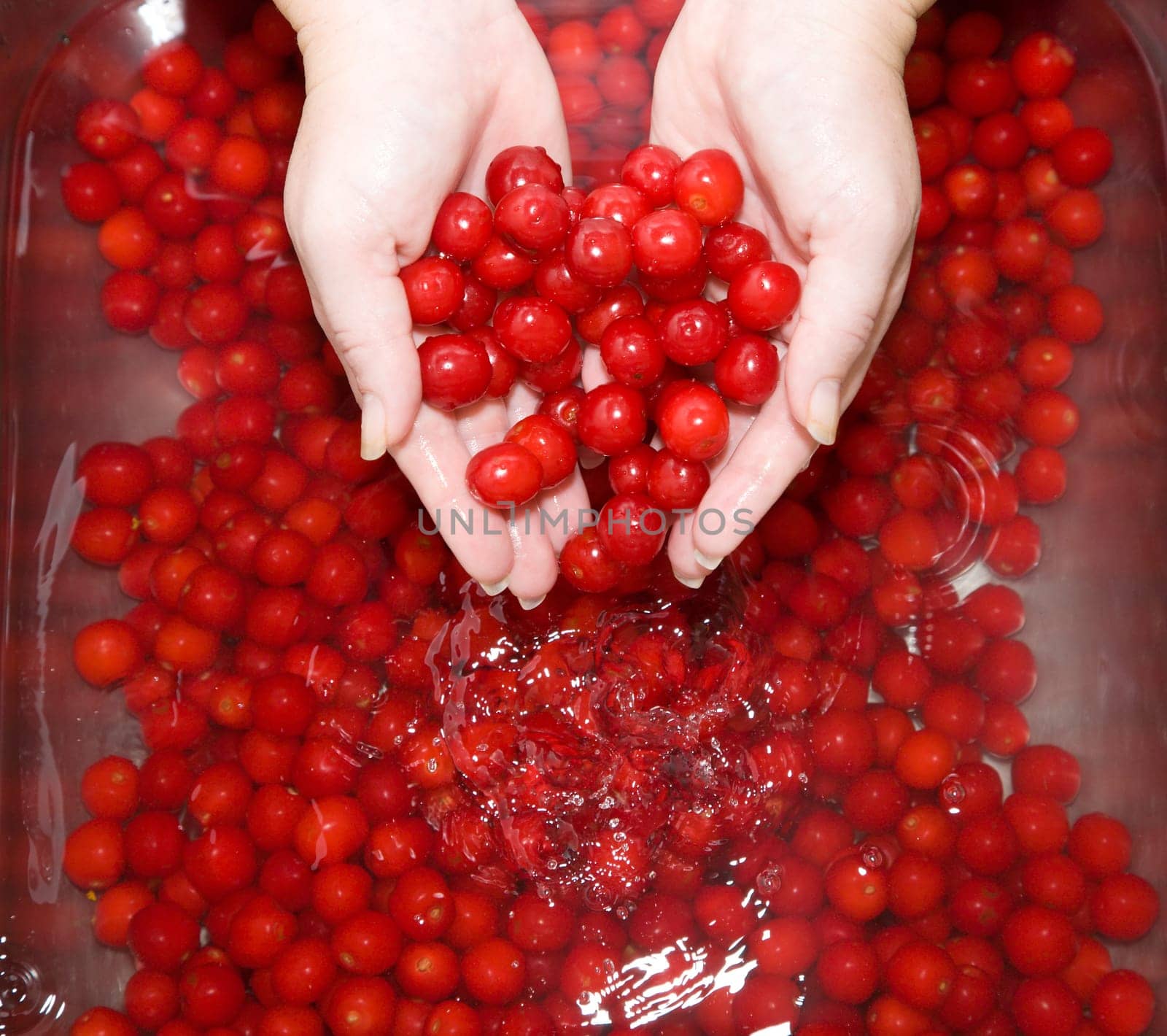 Washing tart cherries in a sink filled with water