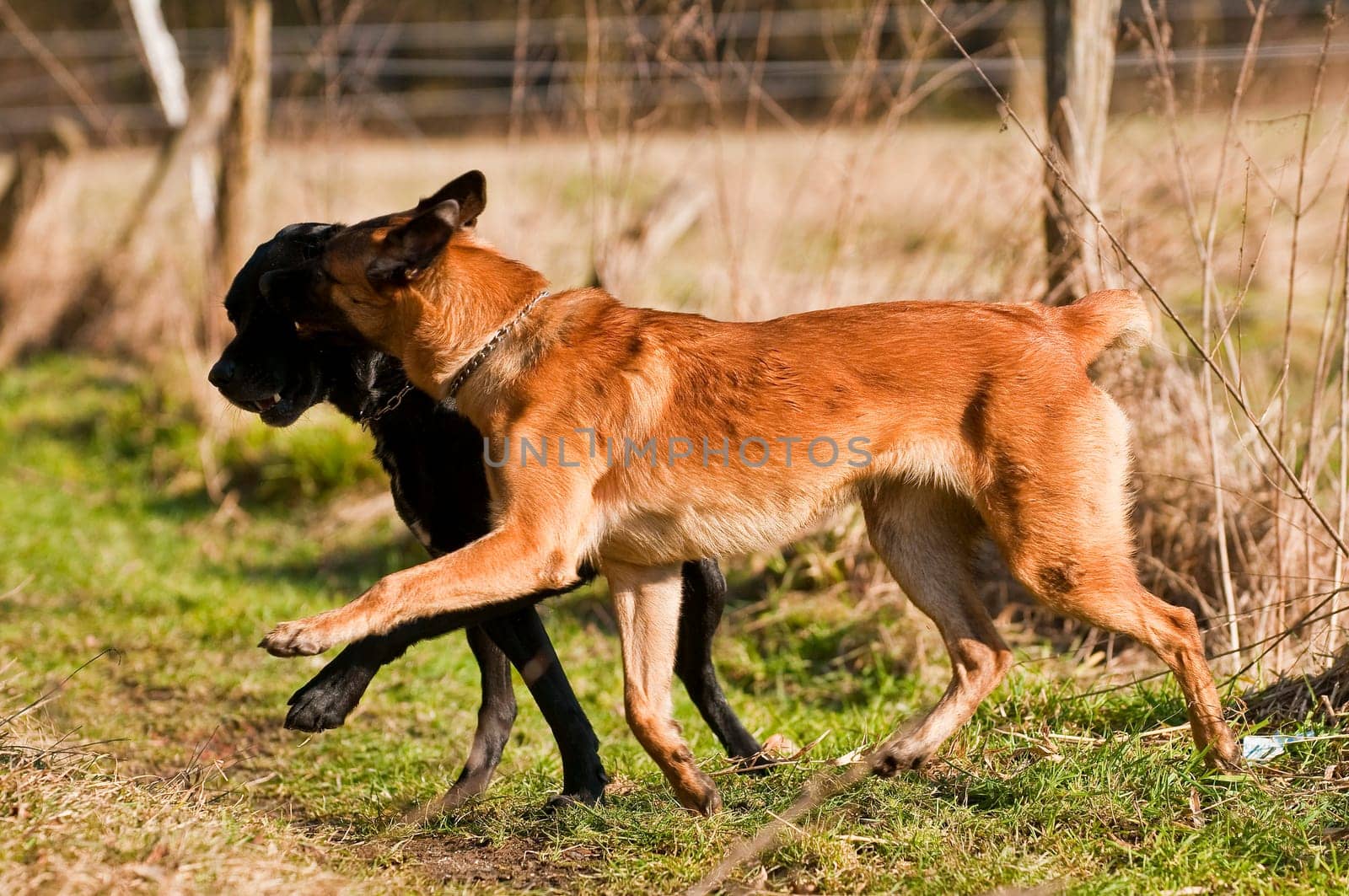 Malinois and Labrador mix,playing in the sun