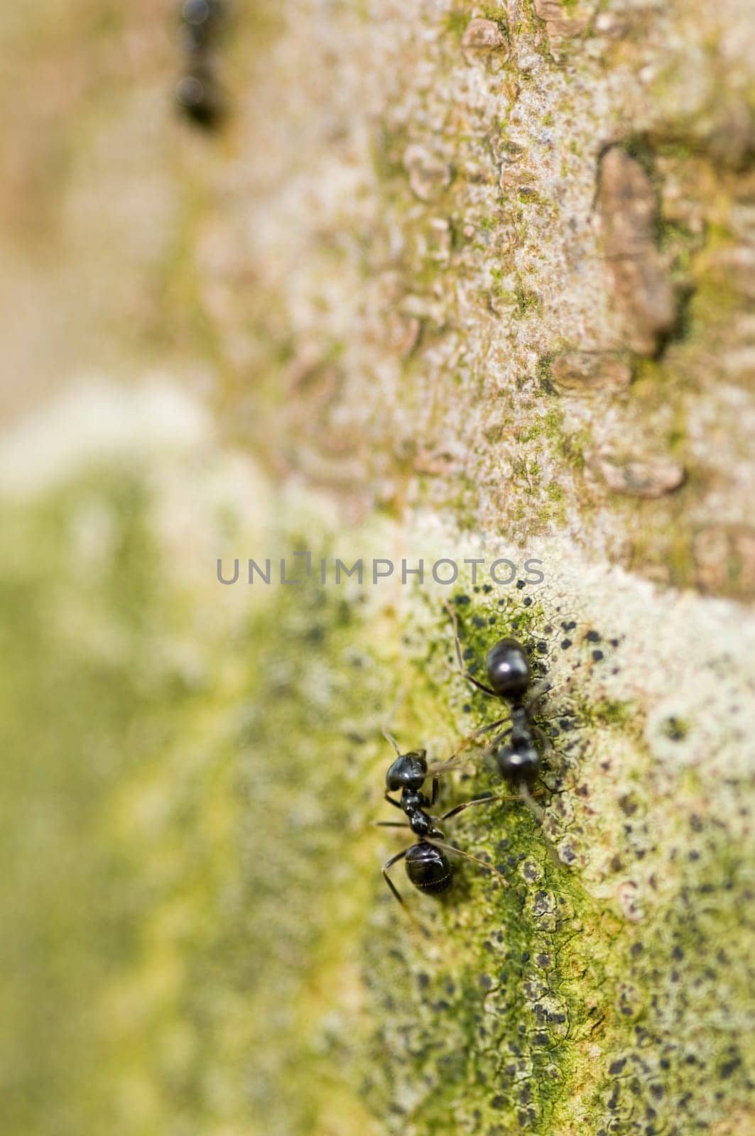 Close-up of ants on a tree in summer