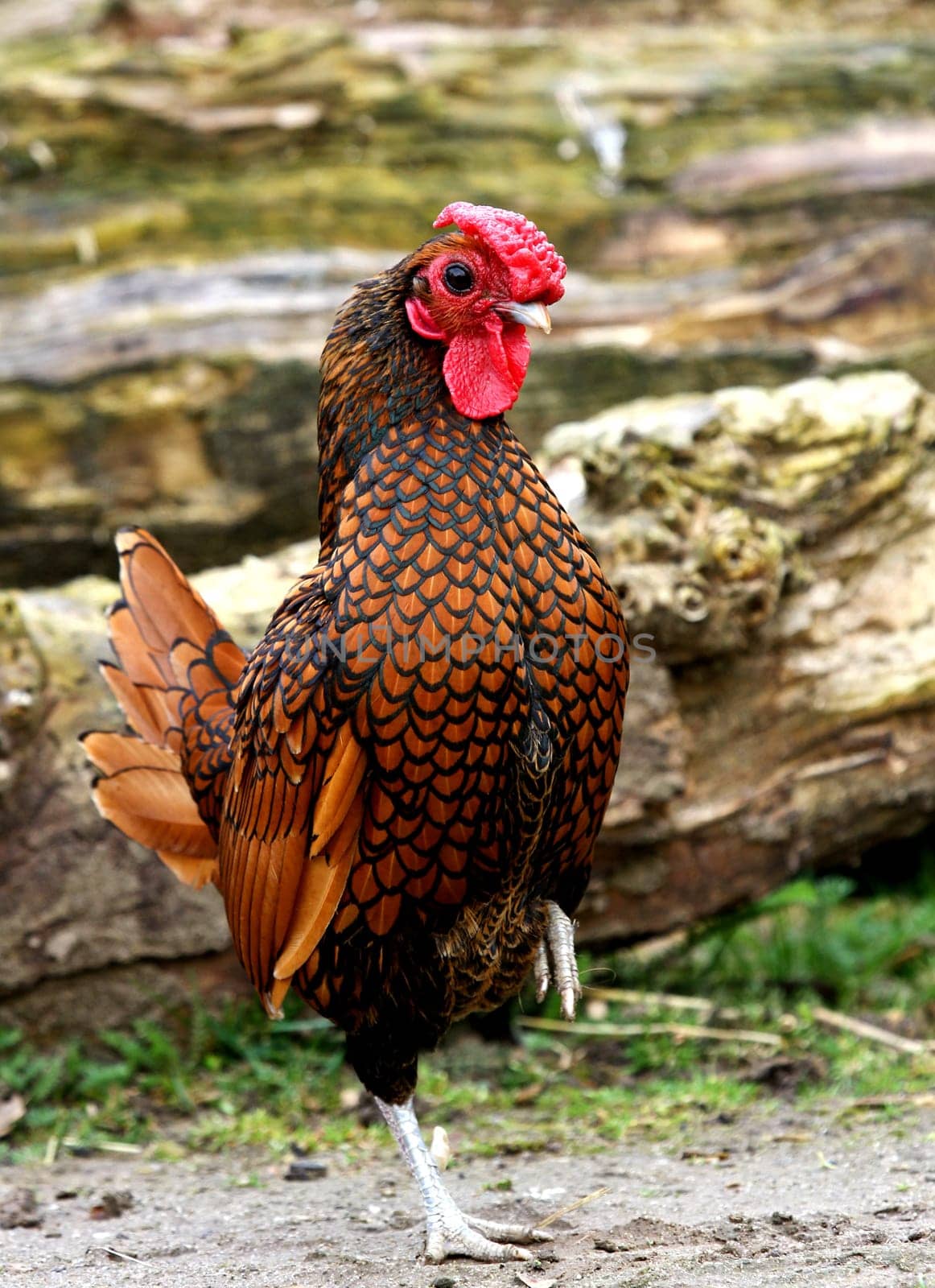 Proud rooster