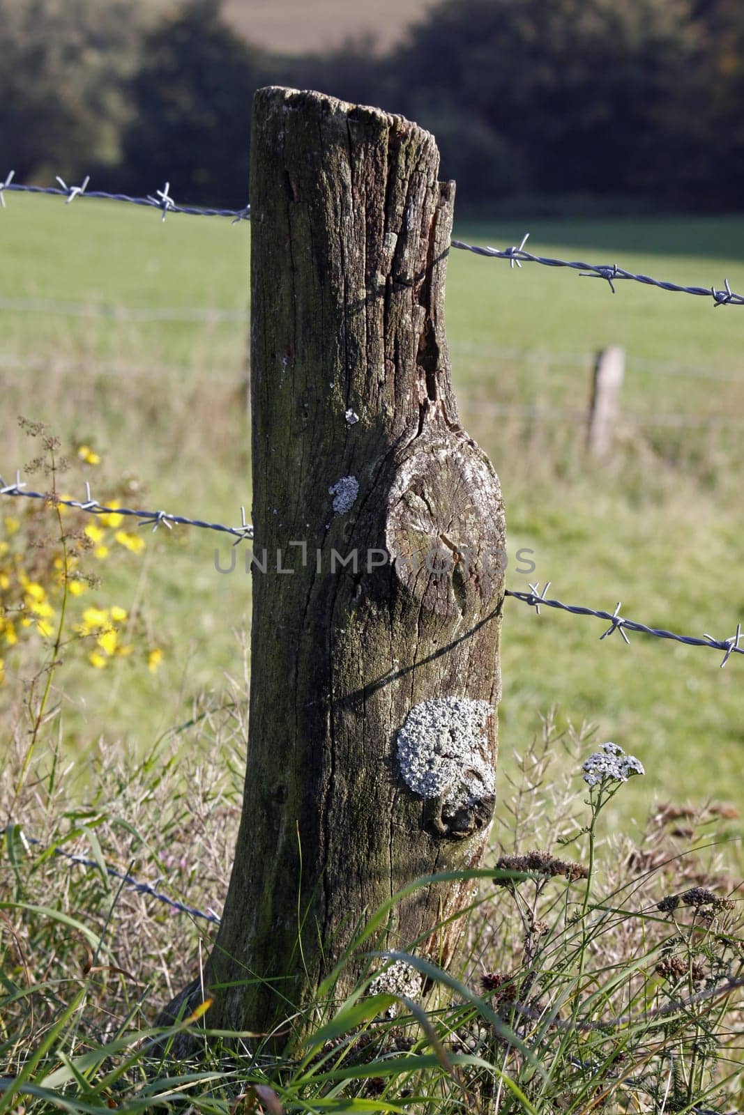 Sulcate lichen on a pasture fence post