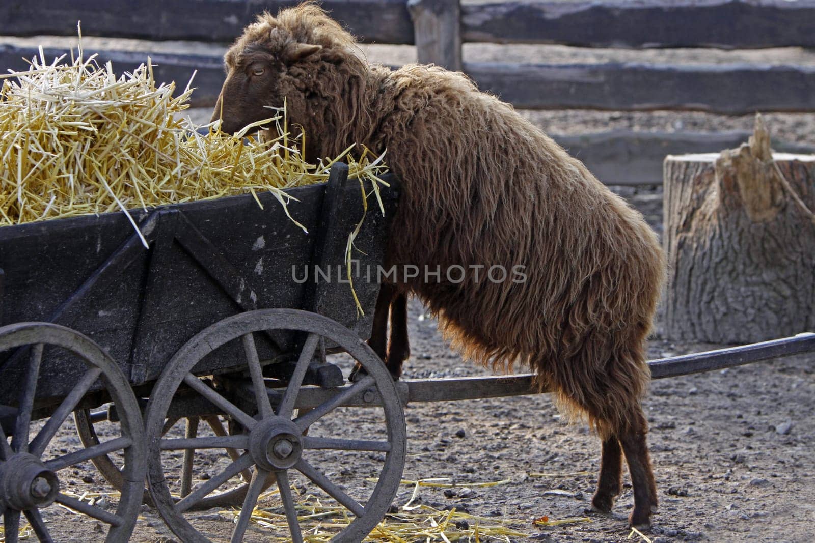 Brown Skudde eats from straw wagon