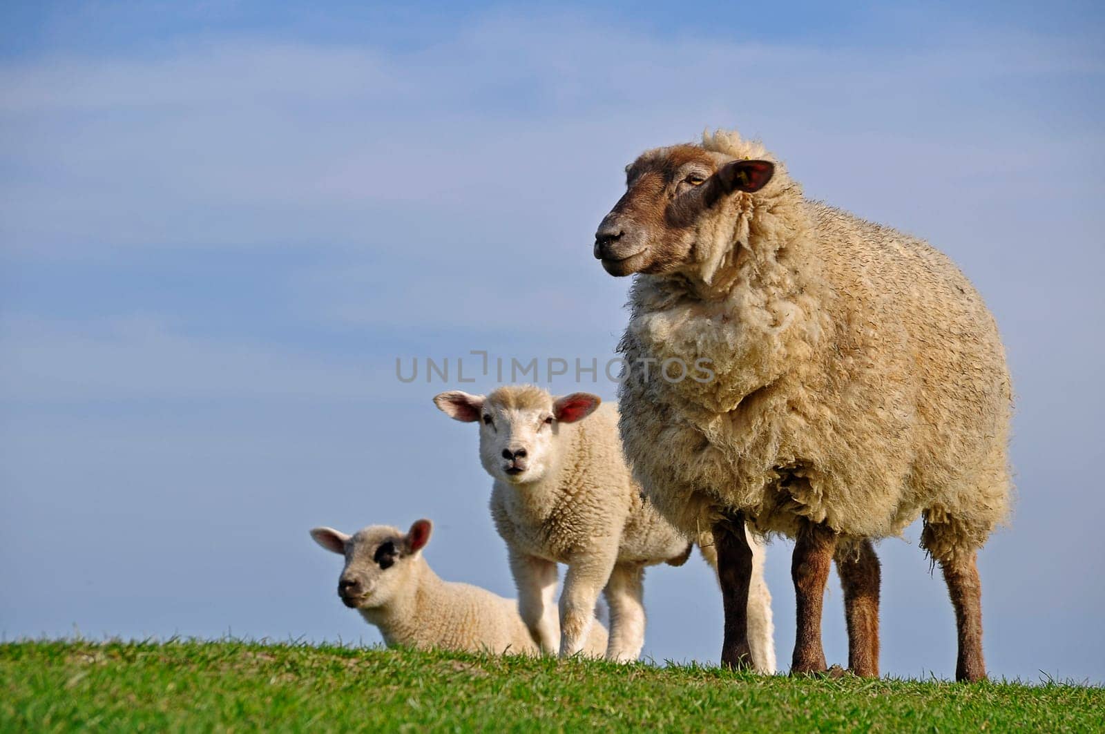Sheep