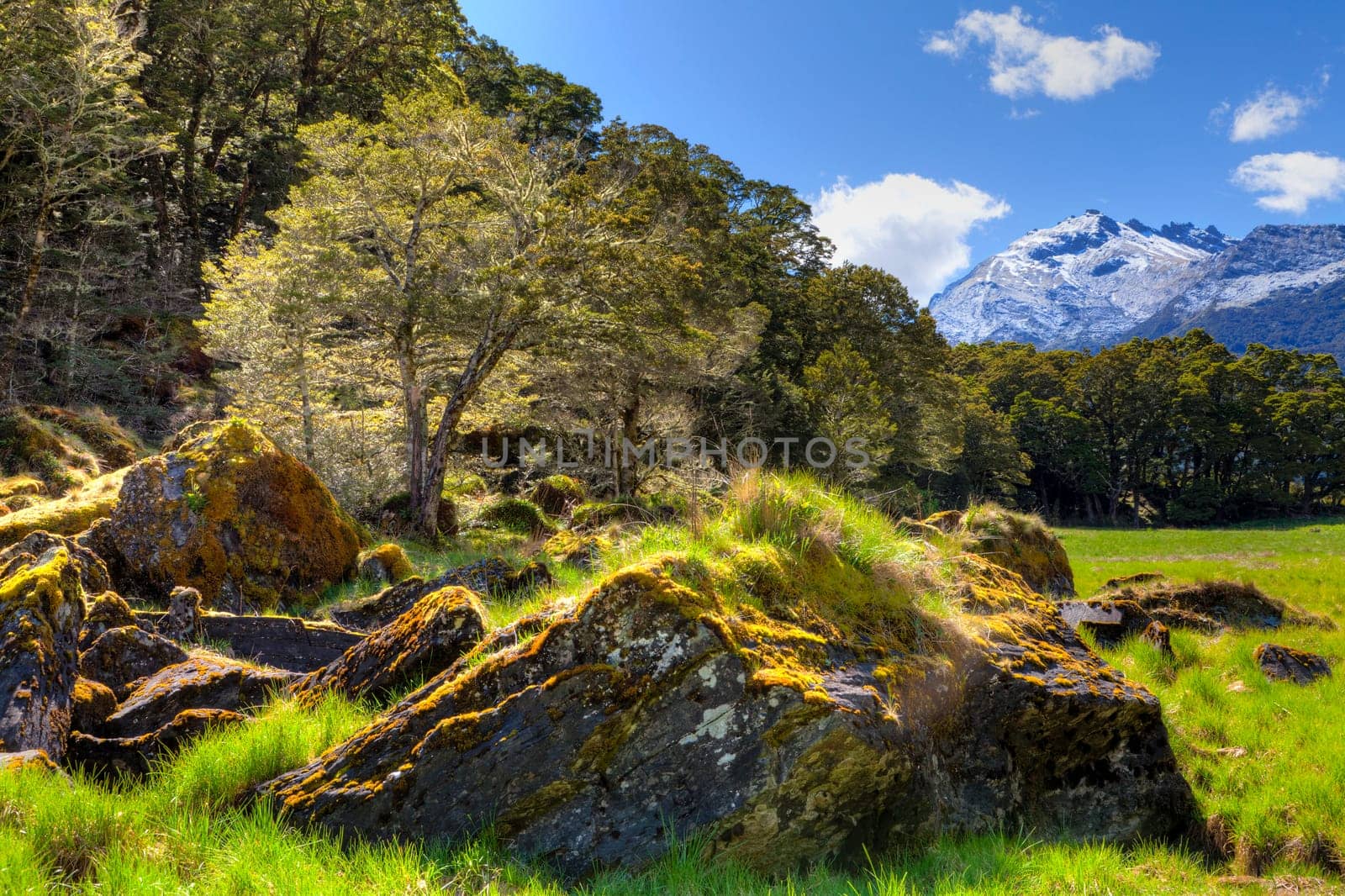 Image of sunlight glowing on the beech trees in Wilkin river Valley, New Zealand