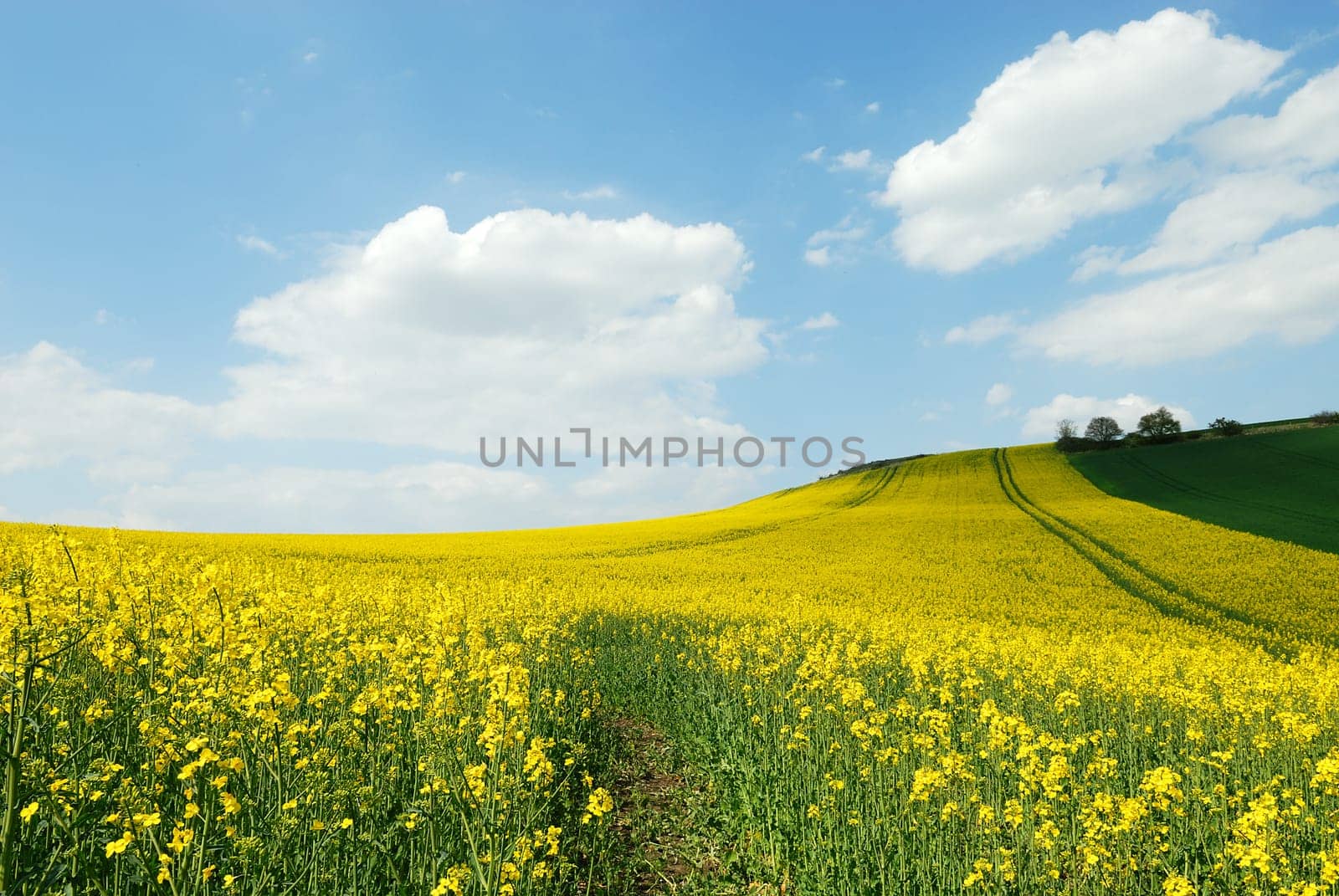 Culture of canola in the field, lanscape, rural scene