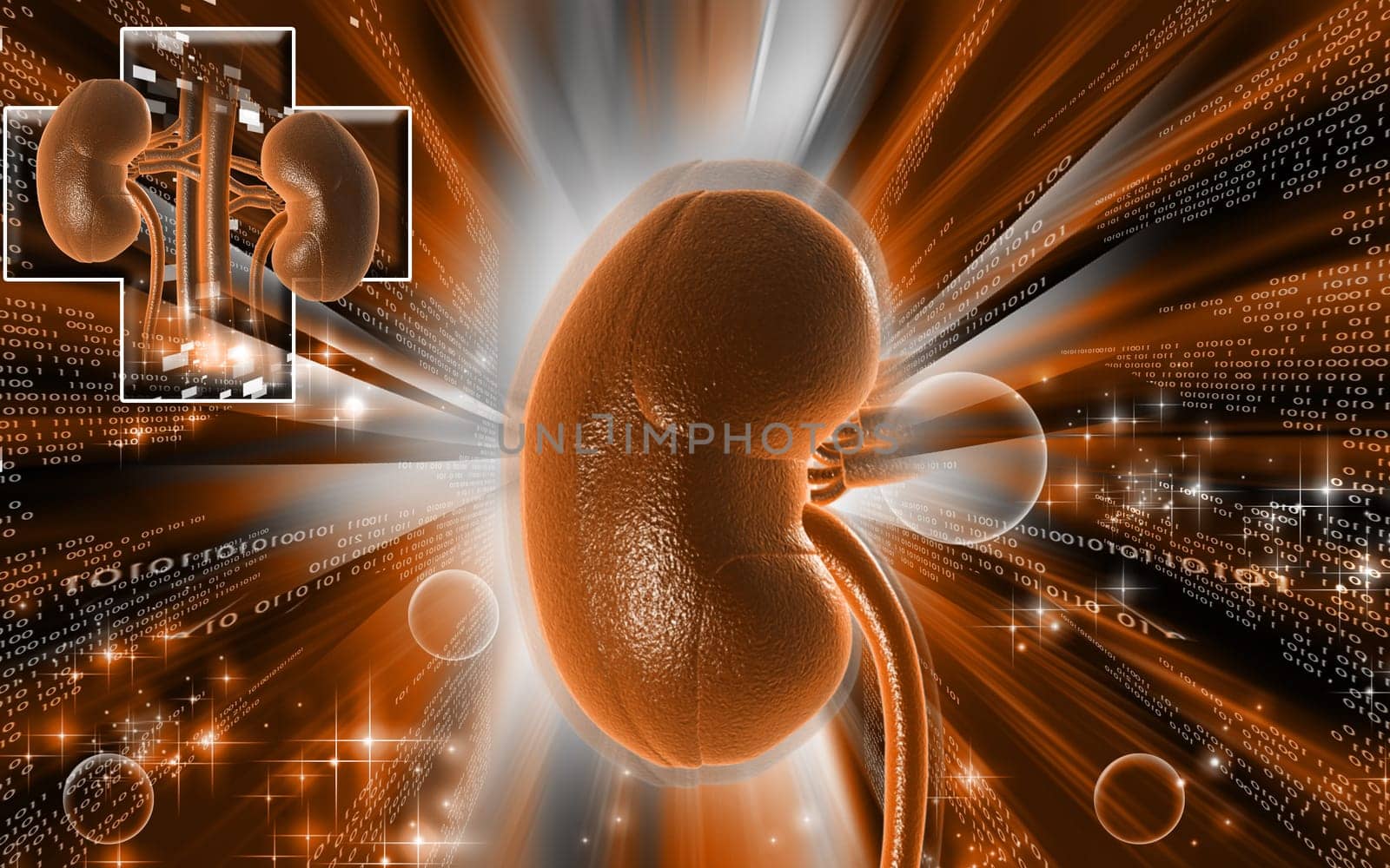 Digital illustration of kidney in colour background