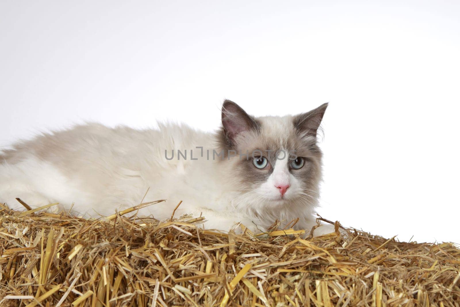 Purebred Cat Ragdoll