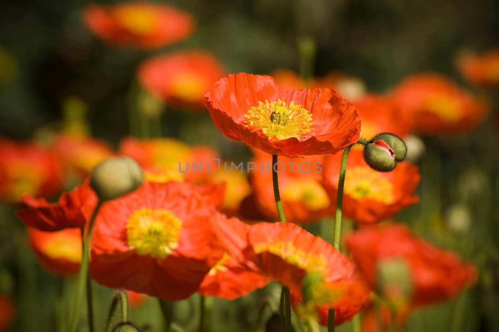 Poppy (Papaver)