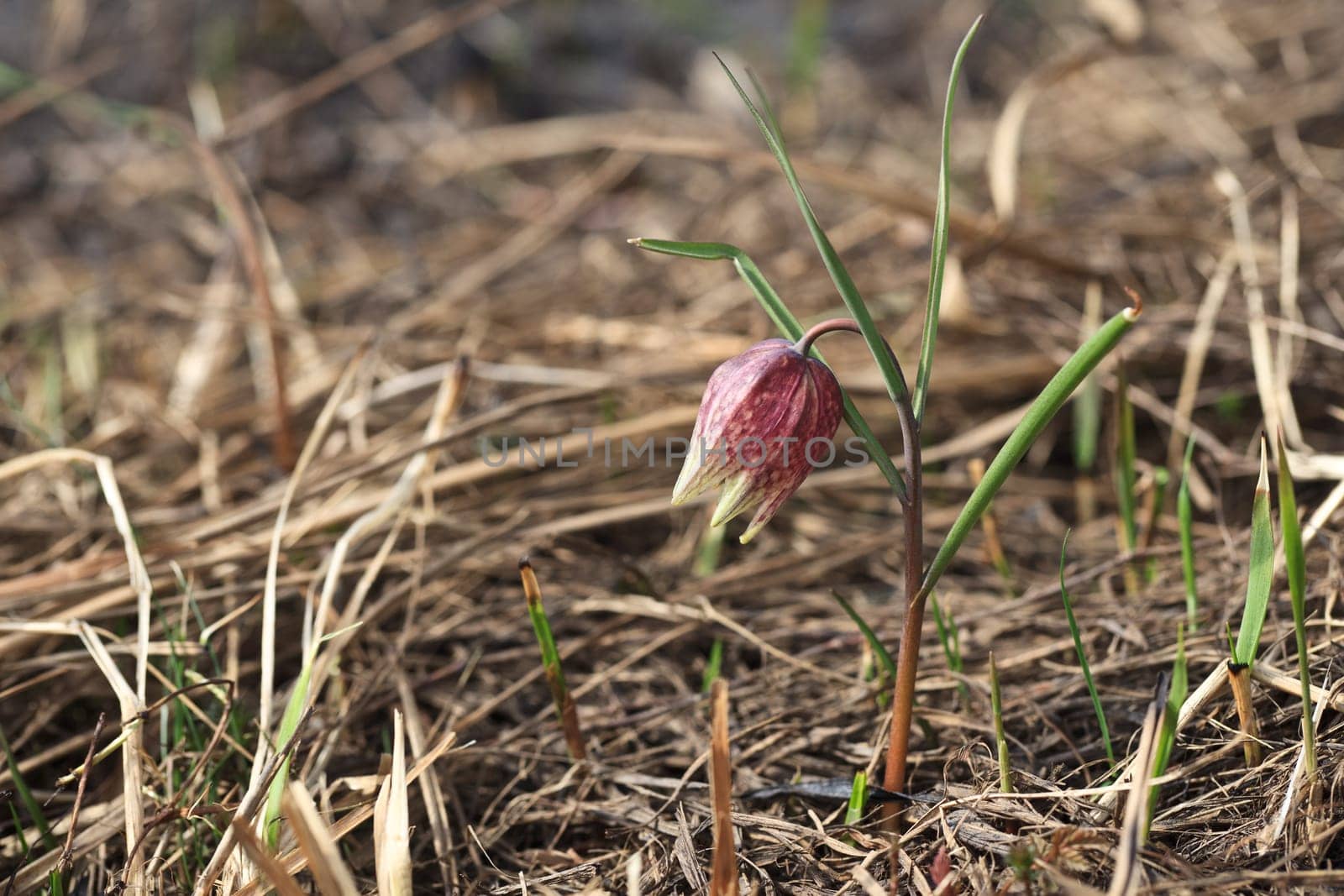 snake&#039 s head fritillary flower (fritillaria meleagris) in early spring