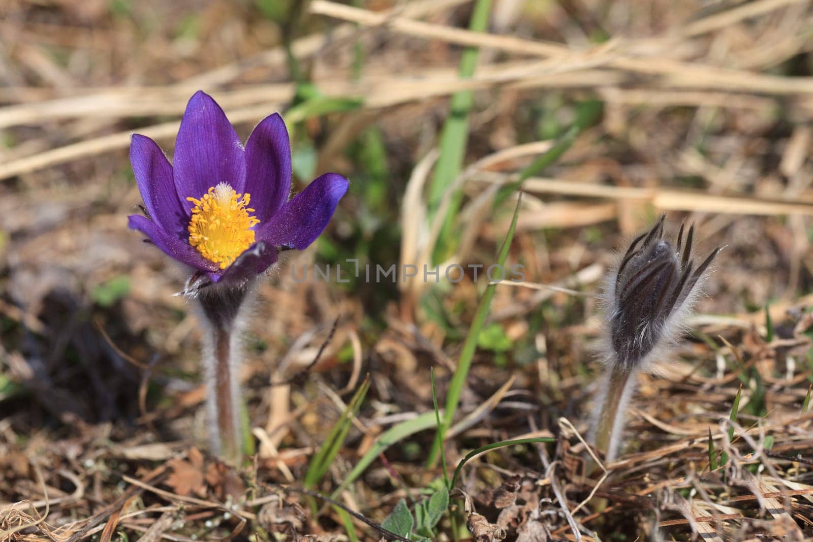 pasqueflower, (pulsatilla vulgaris), which blooms in early spring
