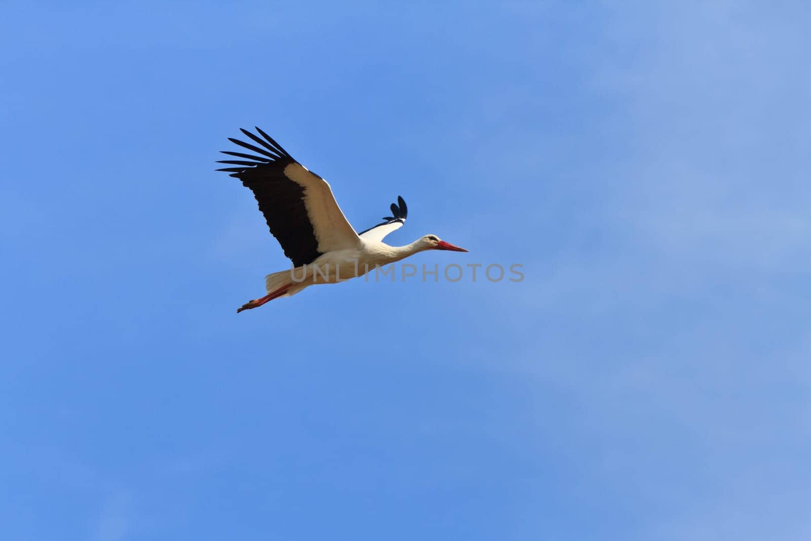 stork in flight on a blue sky