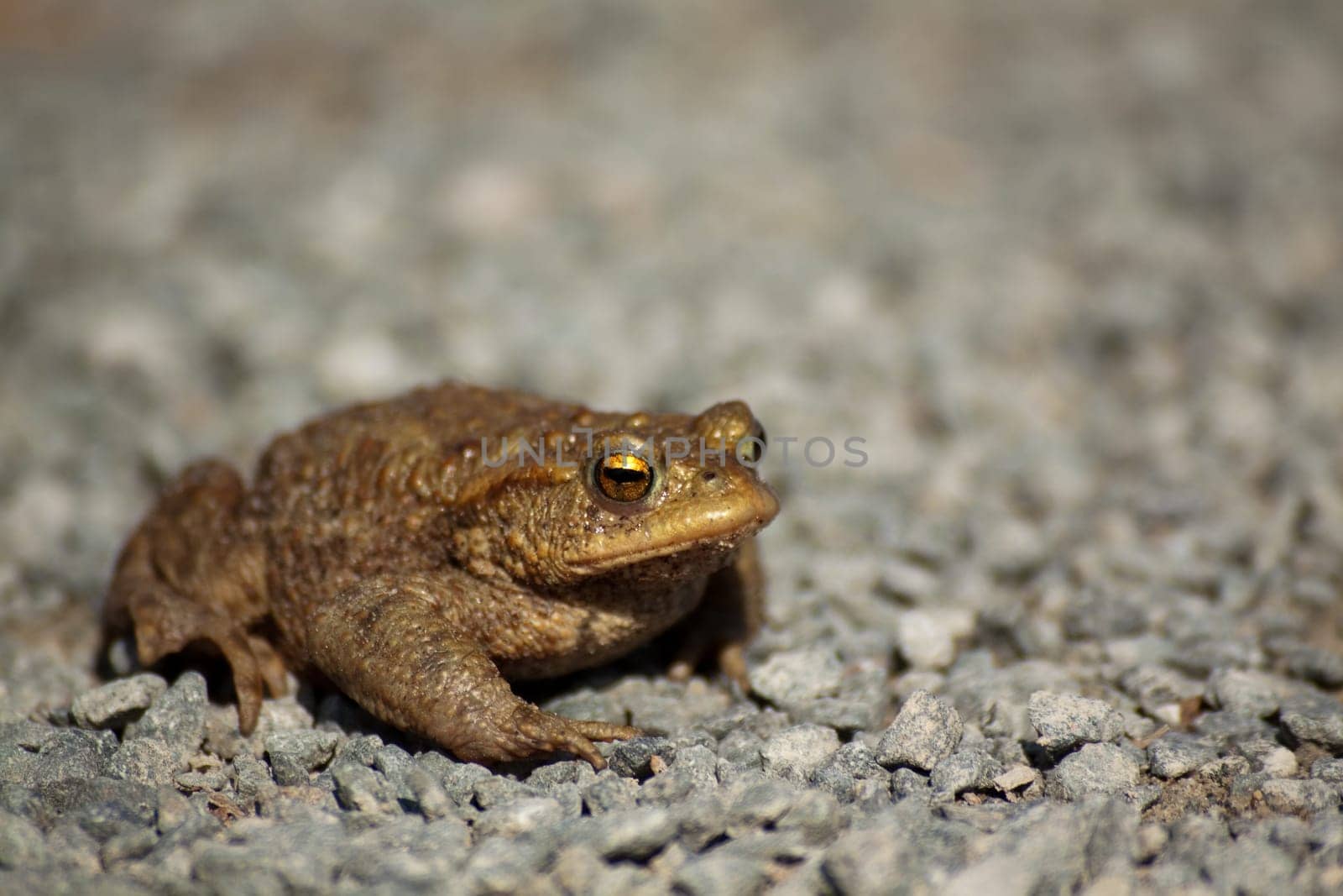 Toad migration