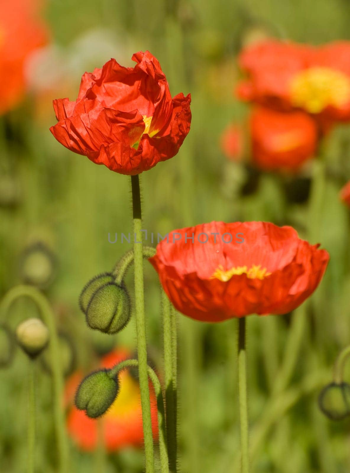 Orange poppy seeds