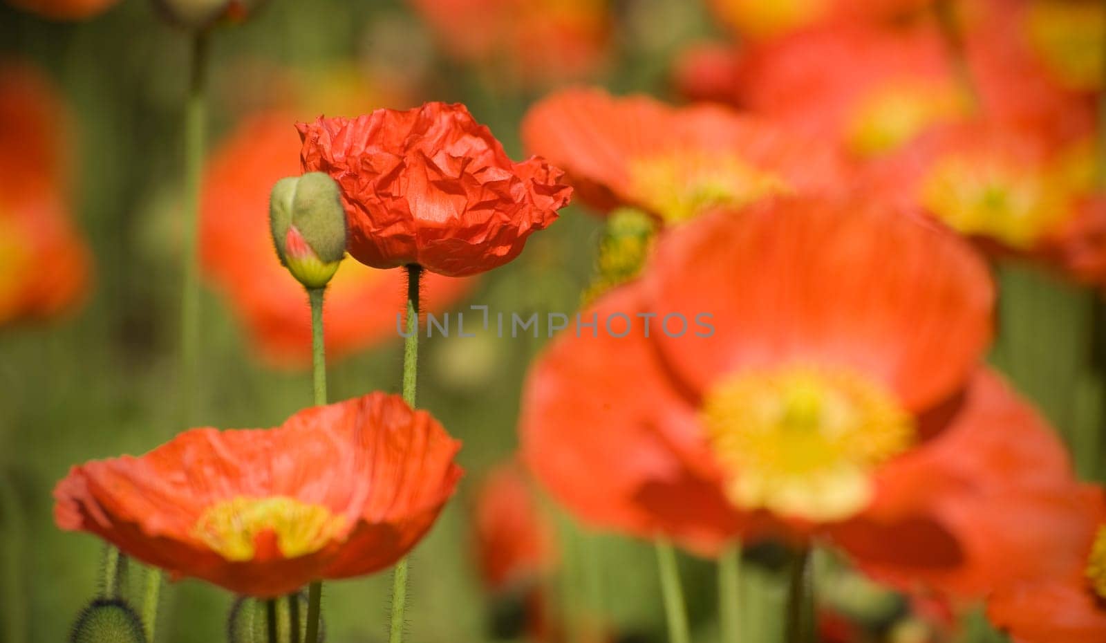 Poppy