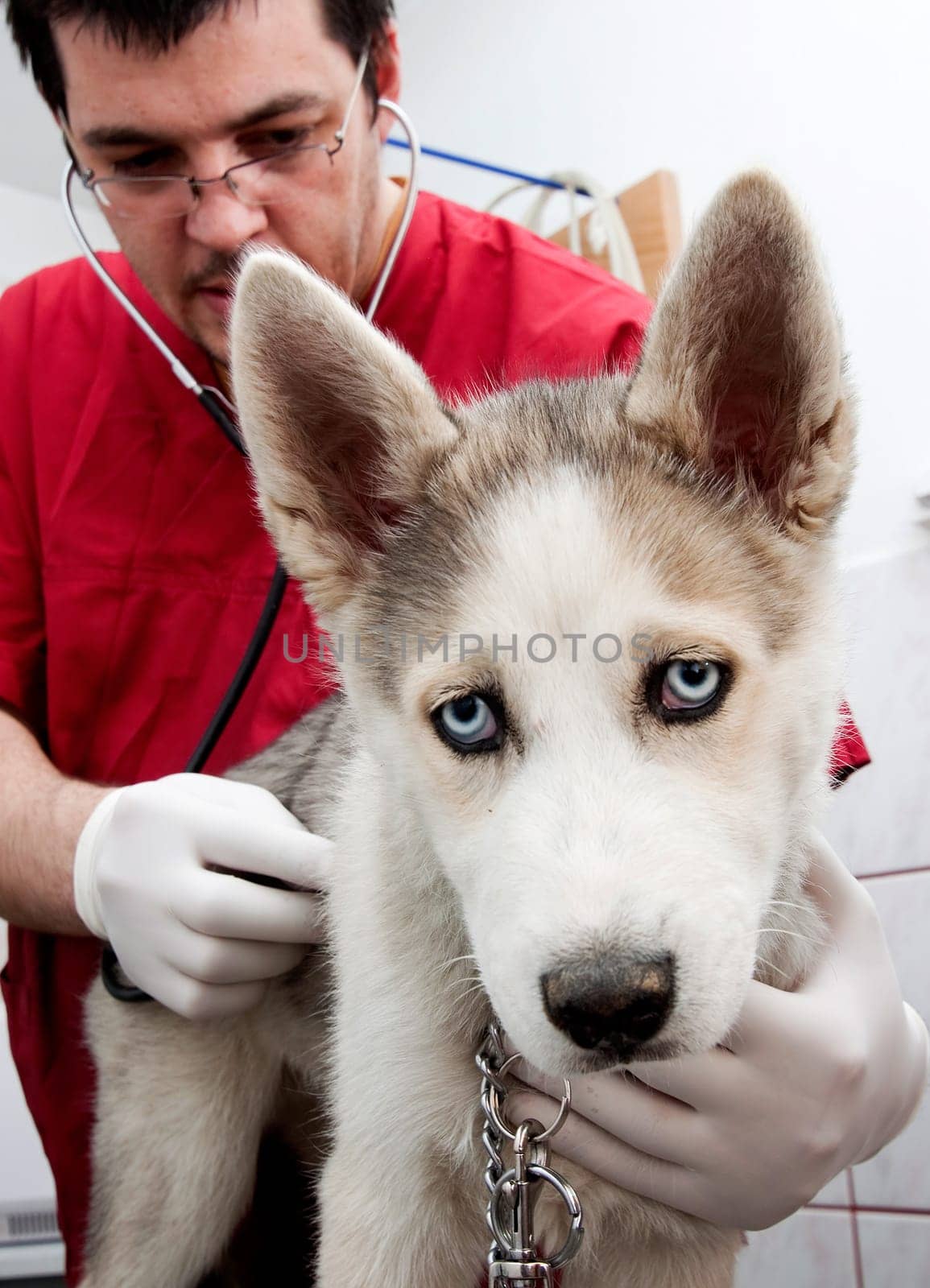 Husky puppy at vet