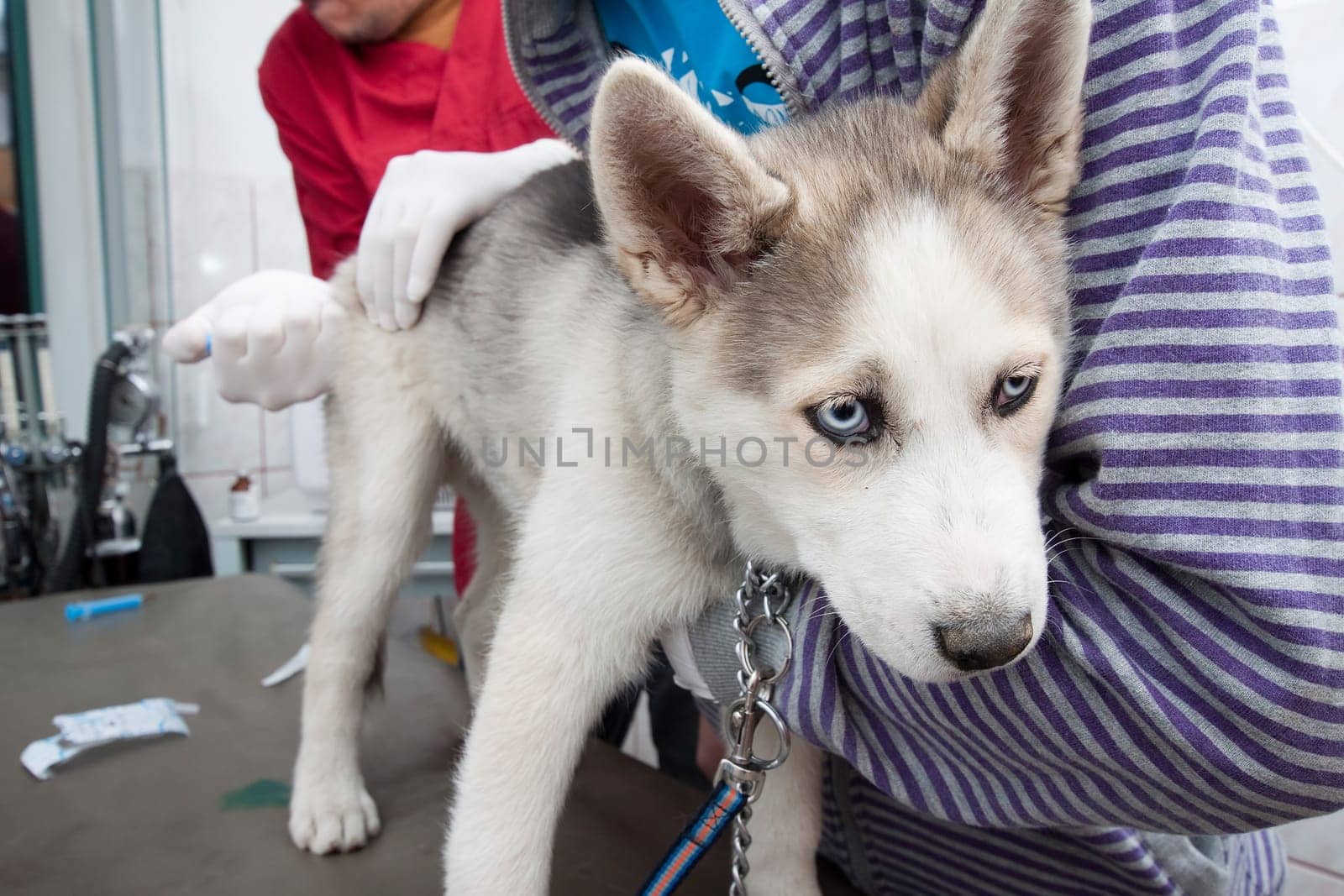 Husky puppy at vet