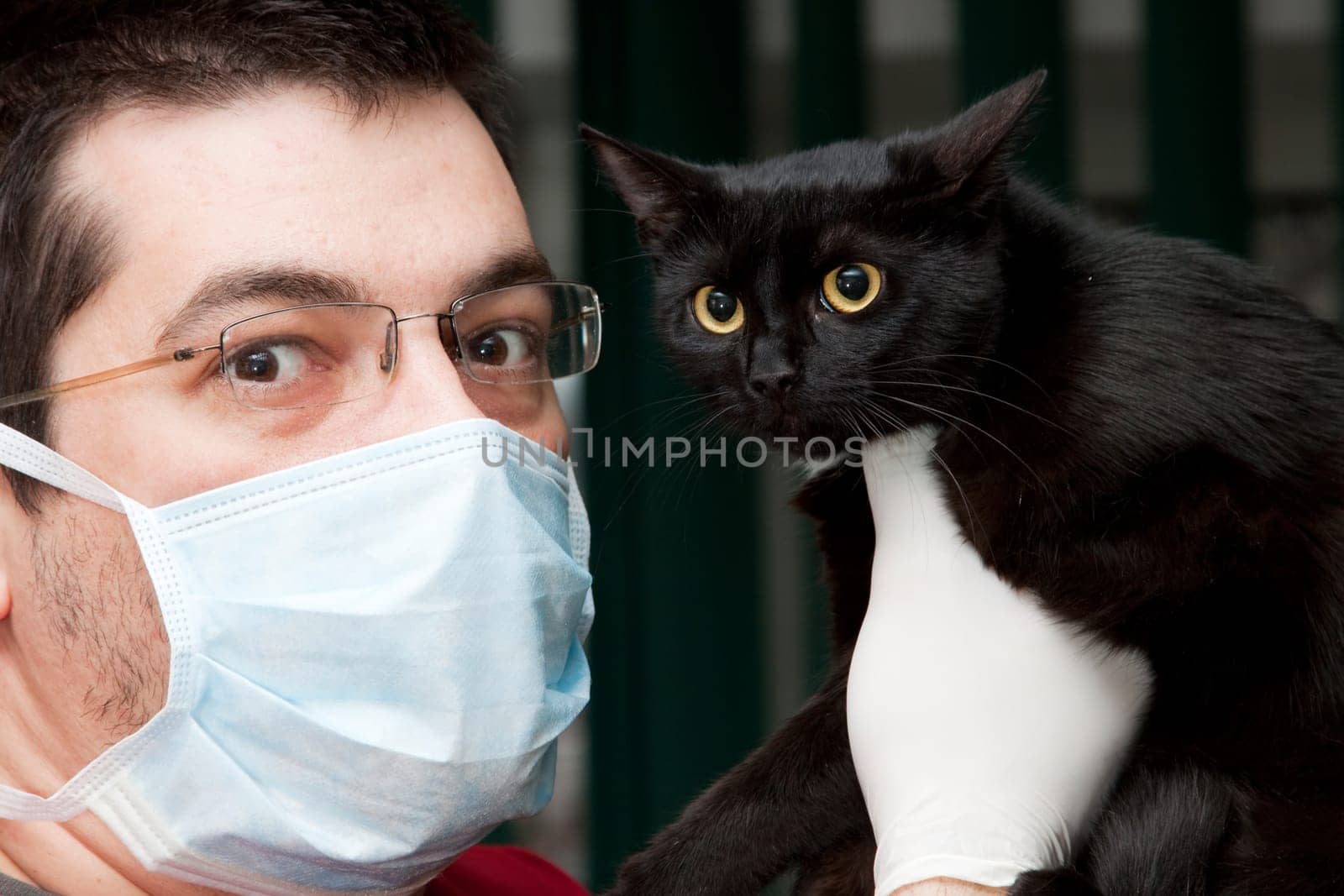 Vet caressing cute black cat