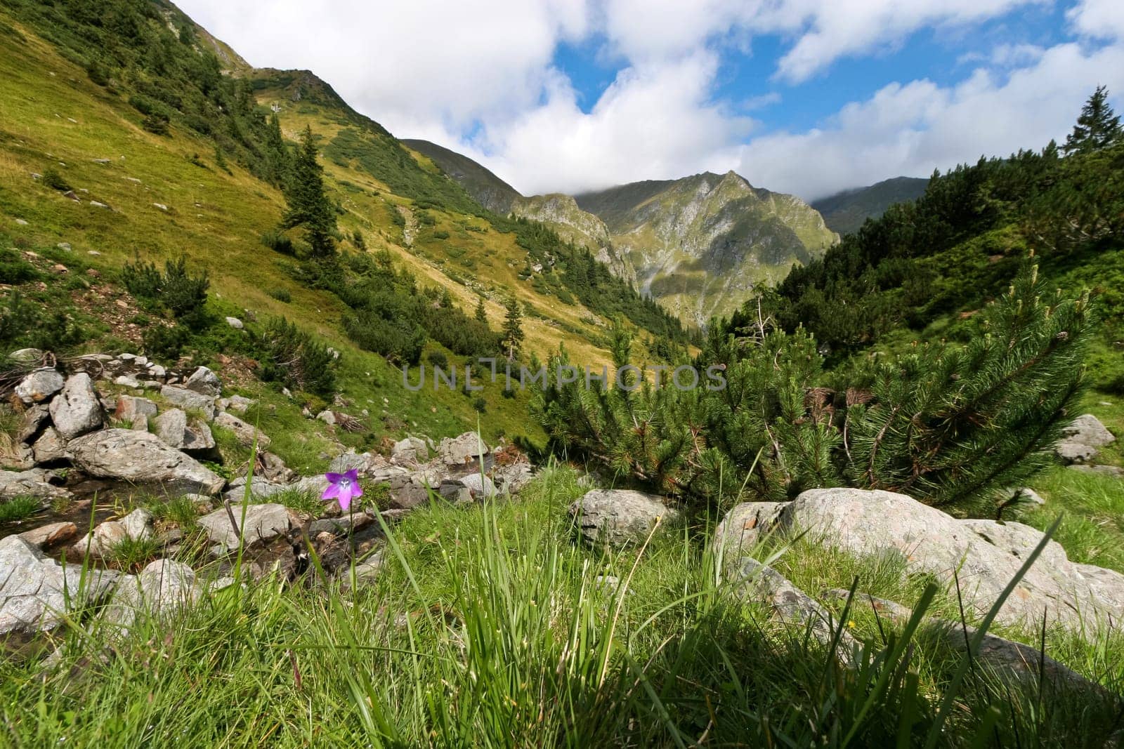 a single flower in a mountain valley