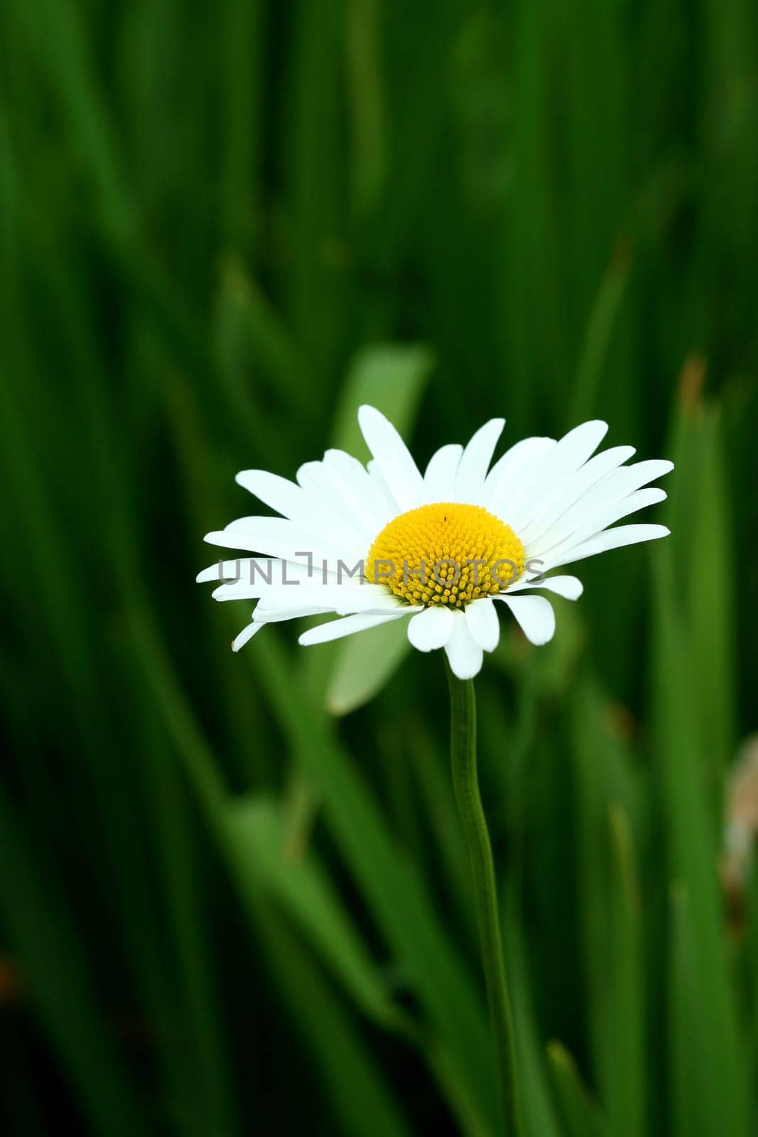 A Bright white and yellow daisy