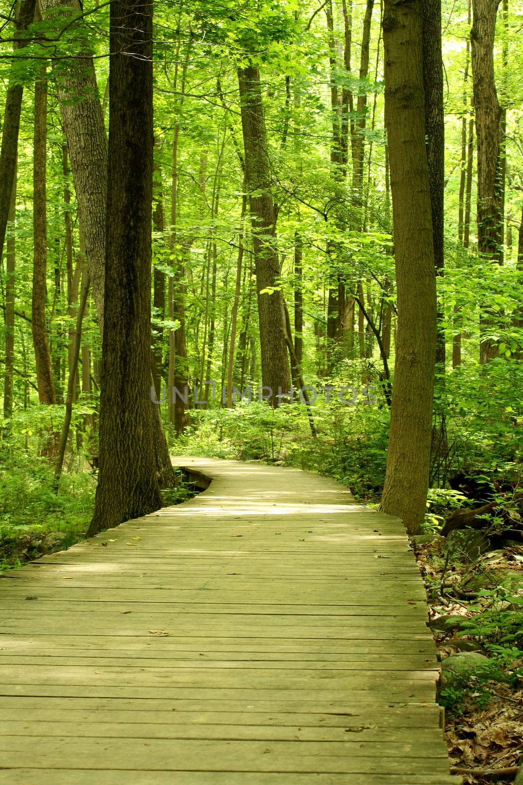 A Wooden bridge in the woods