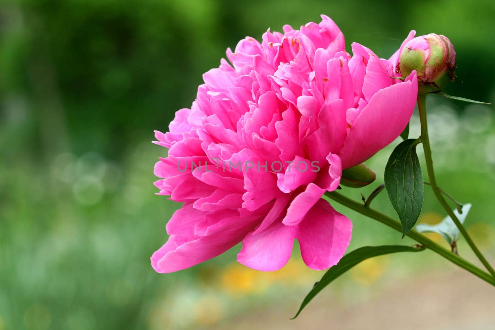 A bright pink peony flower