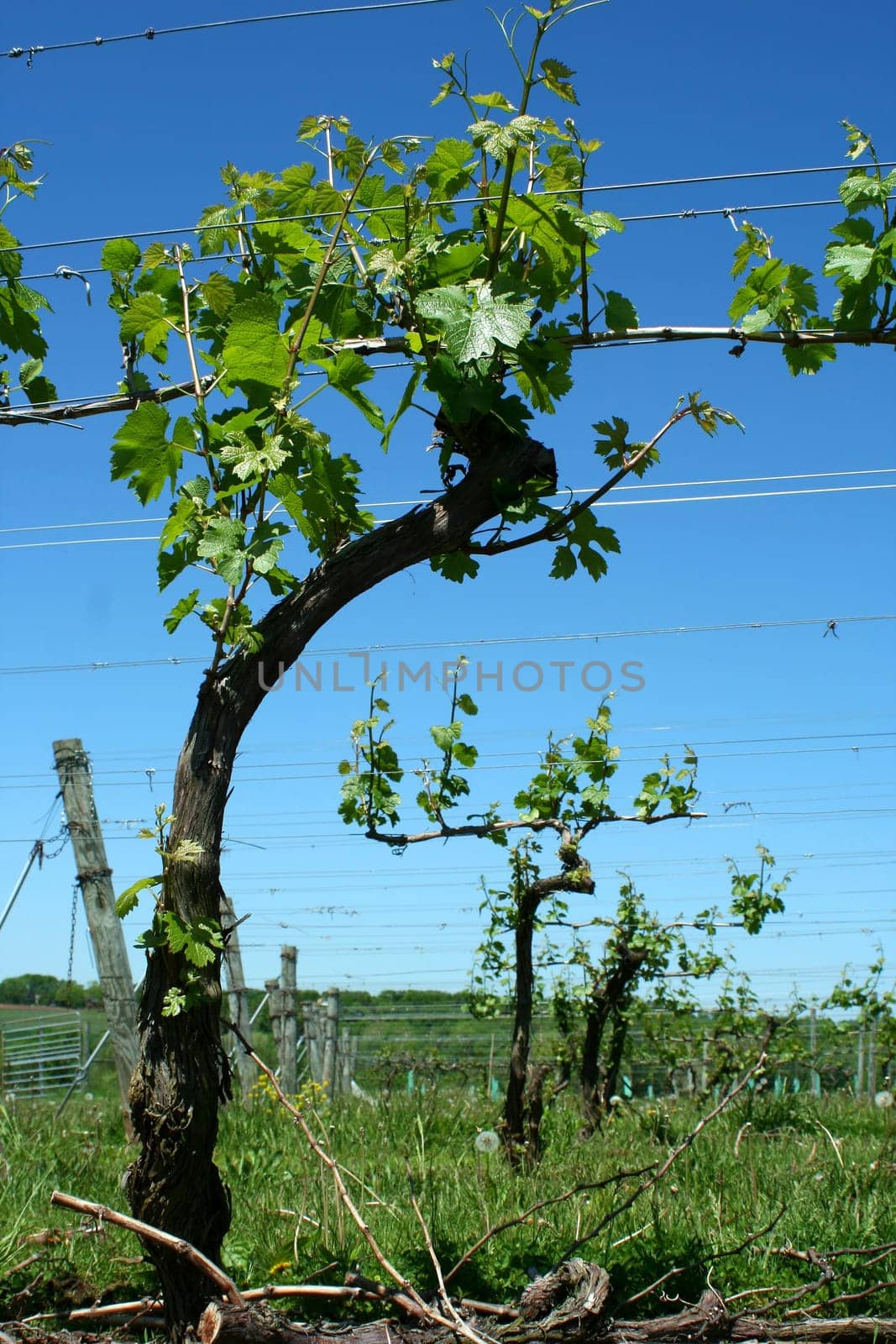 A Grape vineyard in springtime