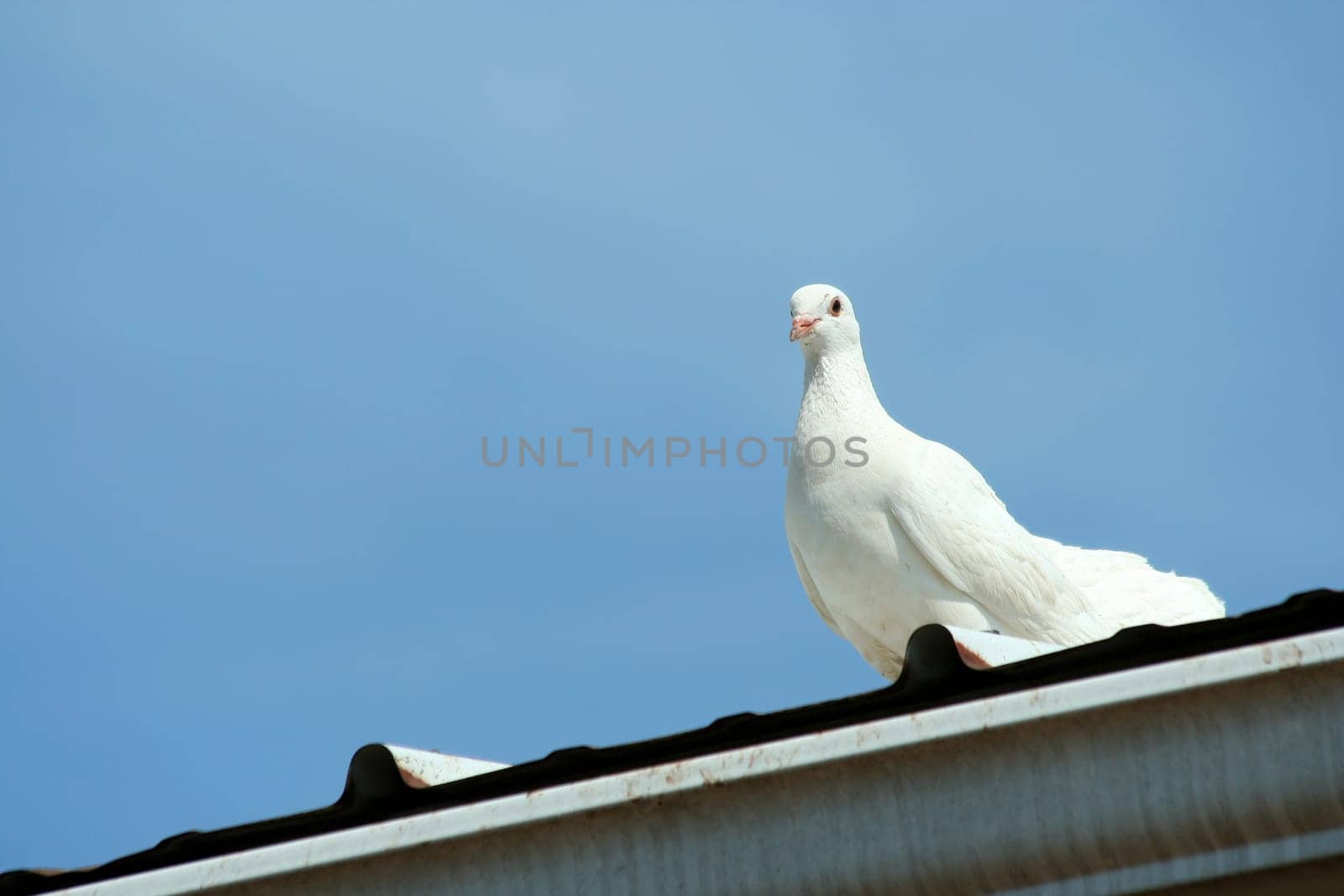 A White dove with blue sky