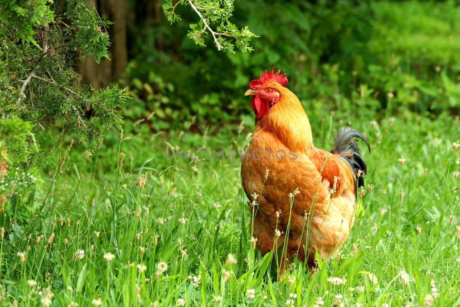 A rhode island red rooster